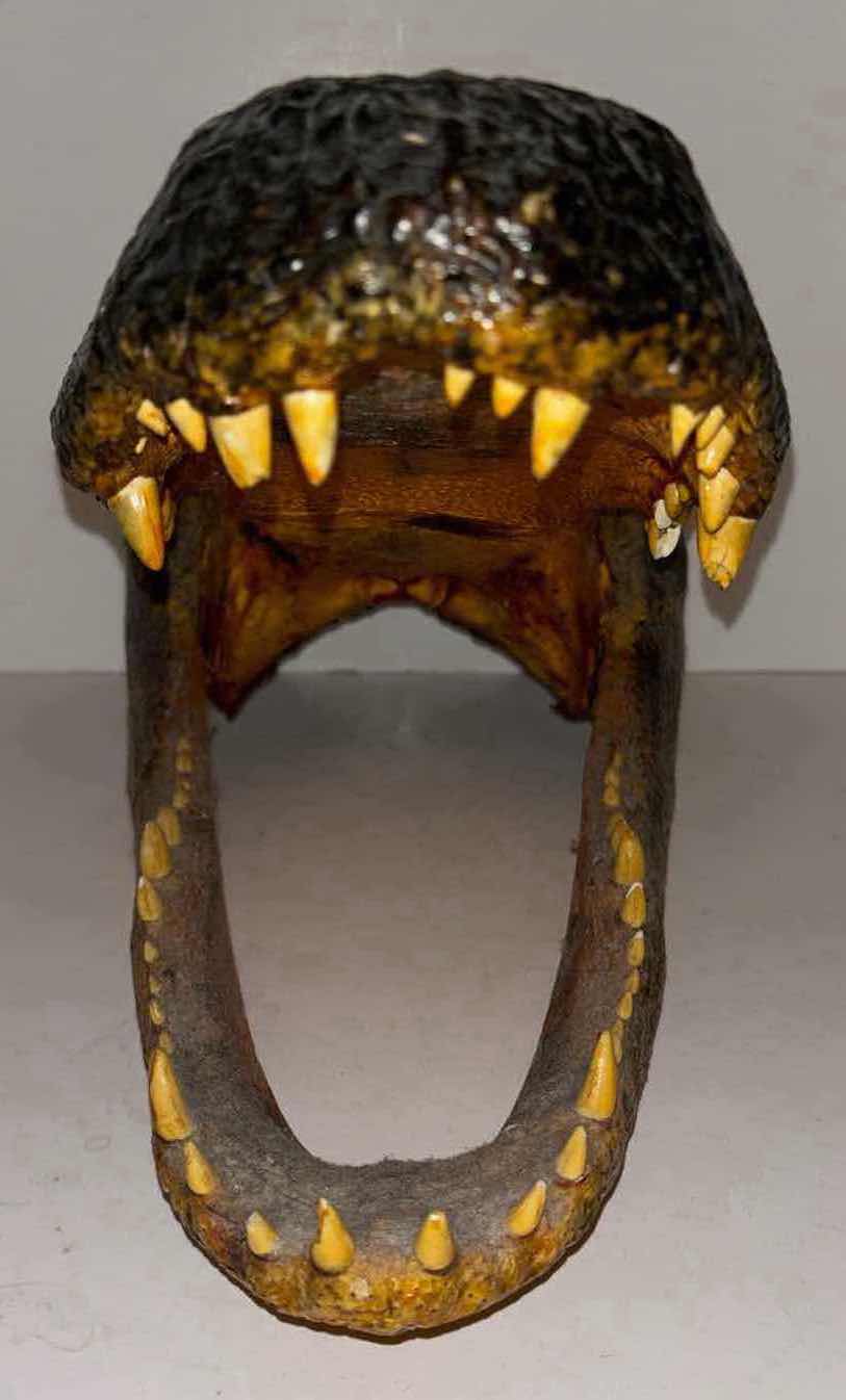 Photo 1 of CARVED WOOD ALLIGATOR HEAD 9.5” x17” H10”