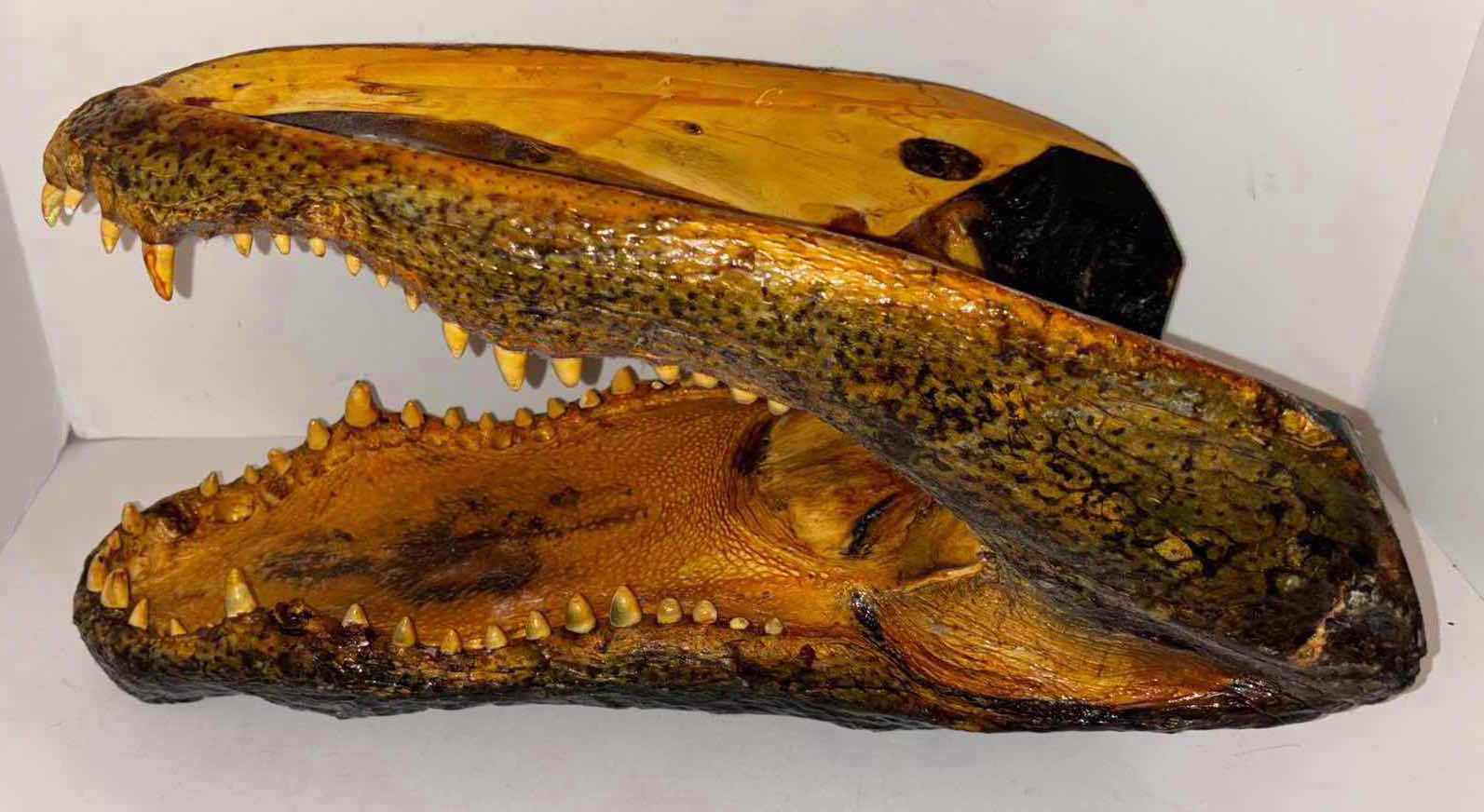 Photo 1 of CARVED WOOD ALLIGATOR HEAD 9.5” x17” H10”