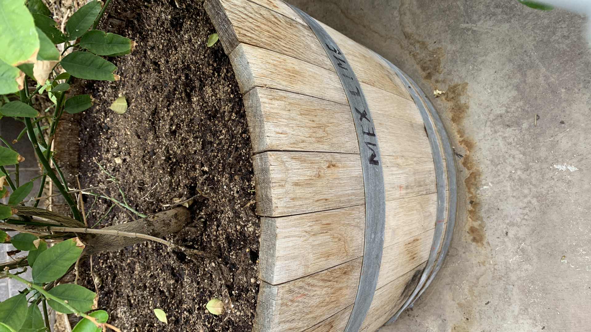 Photo 1 of MEXICAN LIME TREE