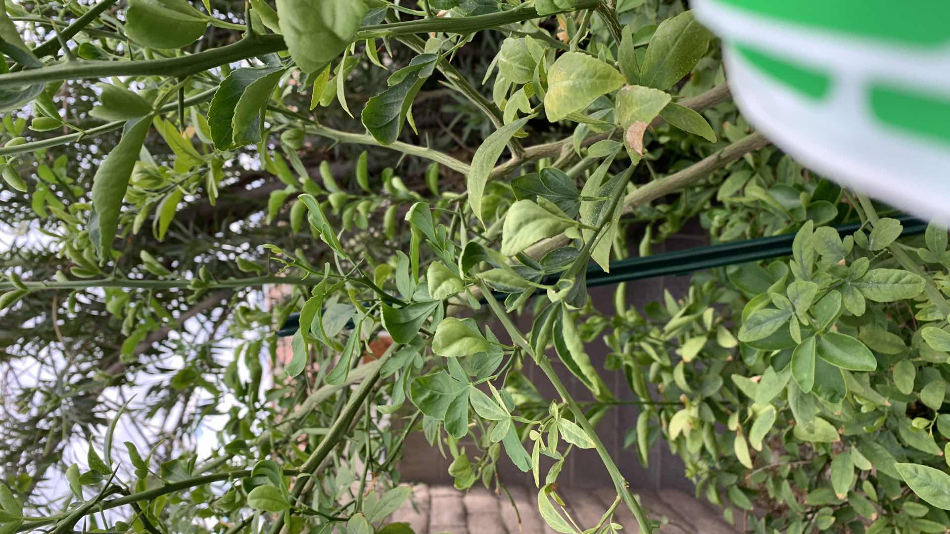 Photo 1 of LEMON TREE