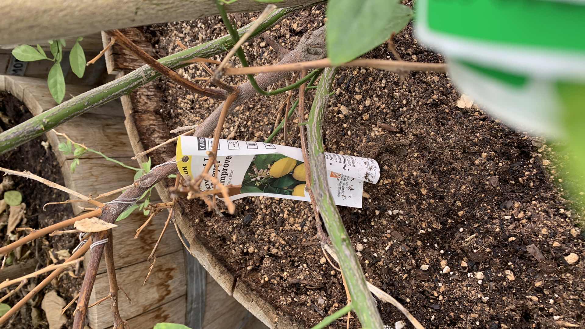 Photo 1 of LEMON TREE