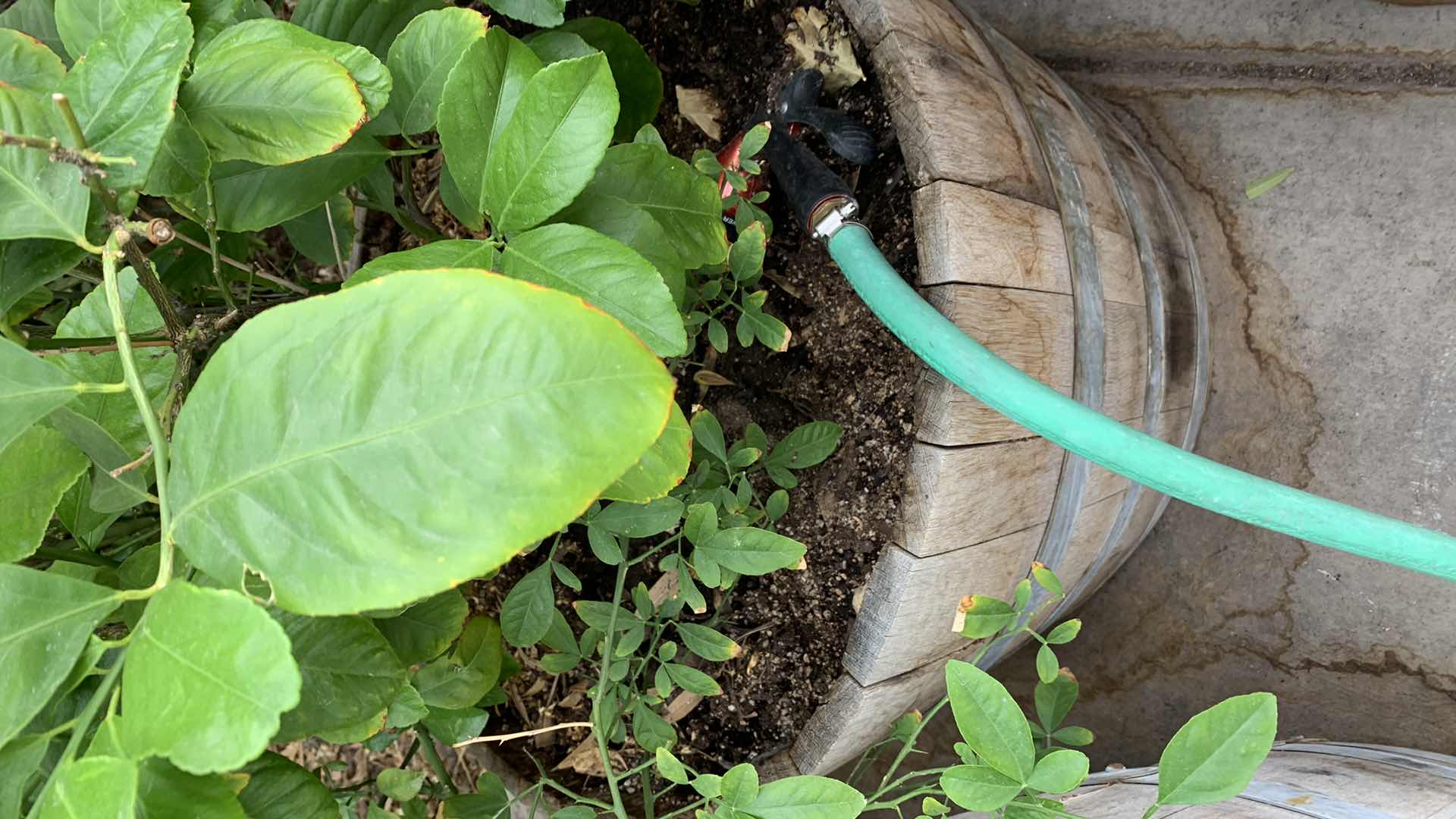 Photo 1 of LEMON TREE