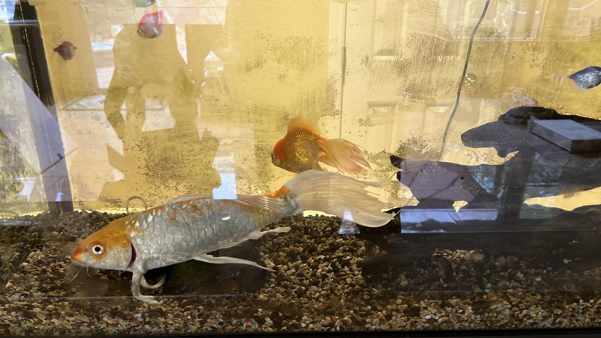 Photo 1 of LIVE FISH TANK W LIVE FISH (SOME SUPPLIES INCLUDED)-BUYER TO REMOVE 