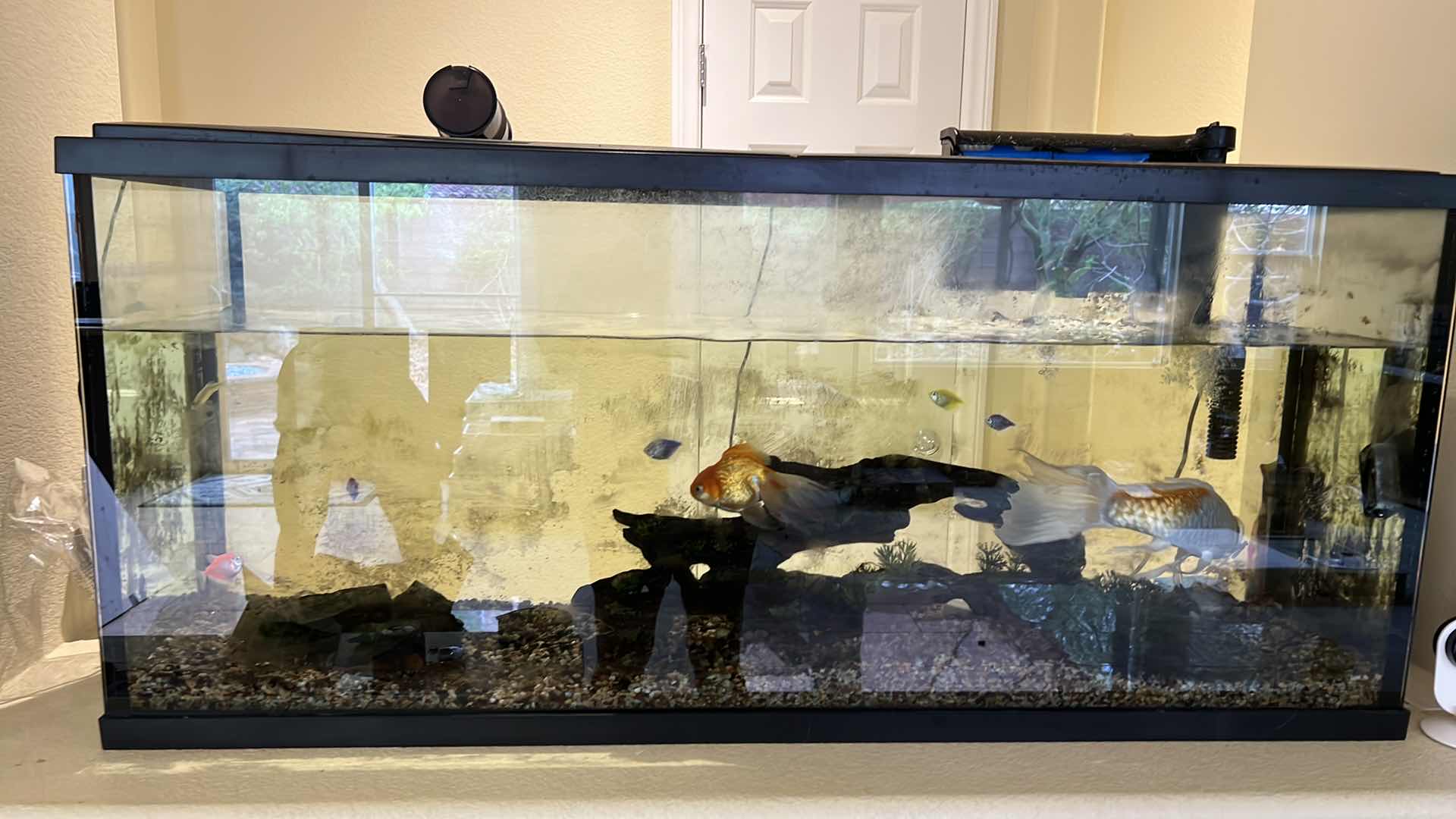 Photo 1 of LIVE FISH TANK W LIVE FISH (SOME SUPPLIES INCLUDED)-BUYER TO REMOVE 