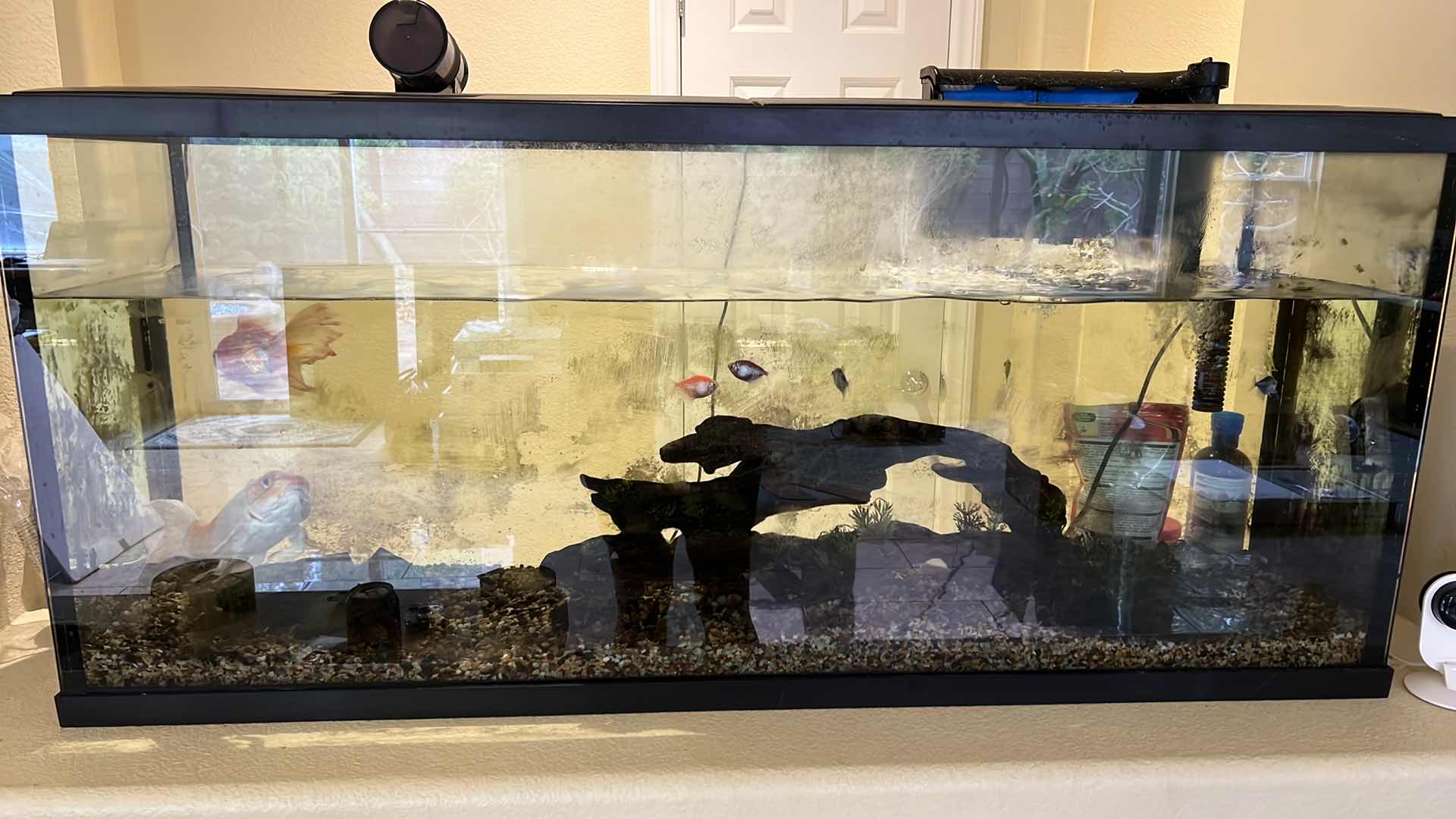 Photo 1 of LIVE FISH TANK W LIVE FISH (SOME SUPPLIES INCLUDED)-BUYER TO REMOVE 