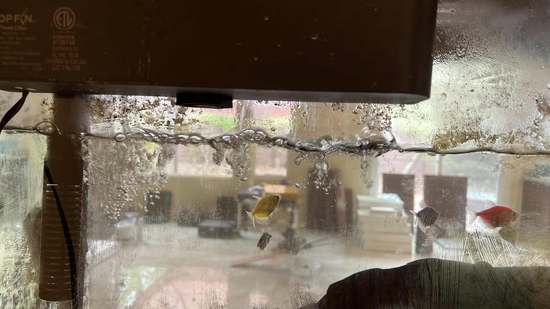 Photo 1 of LIVE FISH TANK W LIVE FISH (SOME SUPPLIES INCLUDED)-BUYER TO REMOVE 