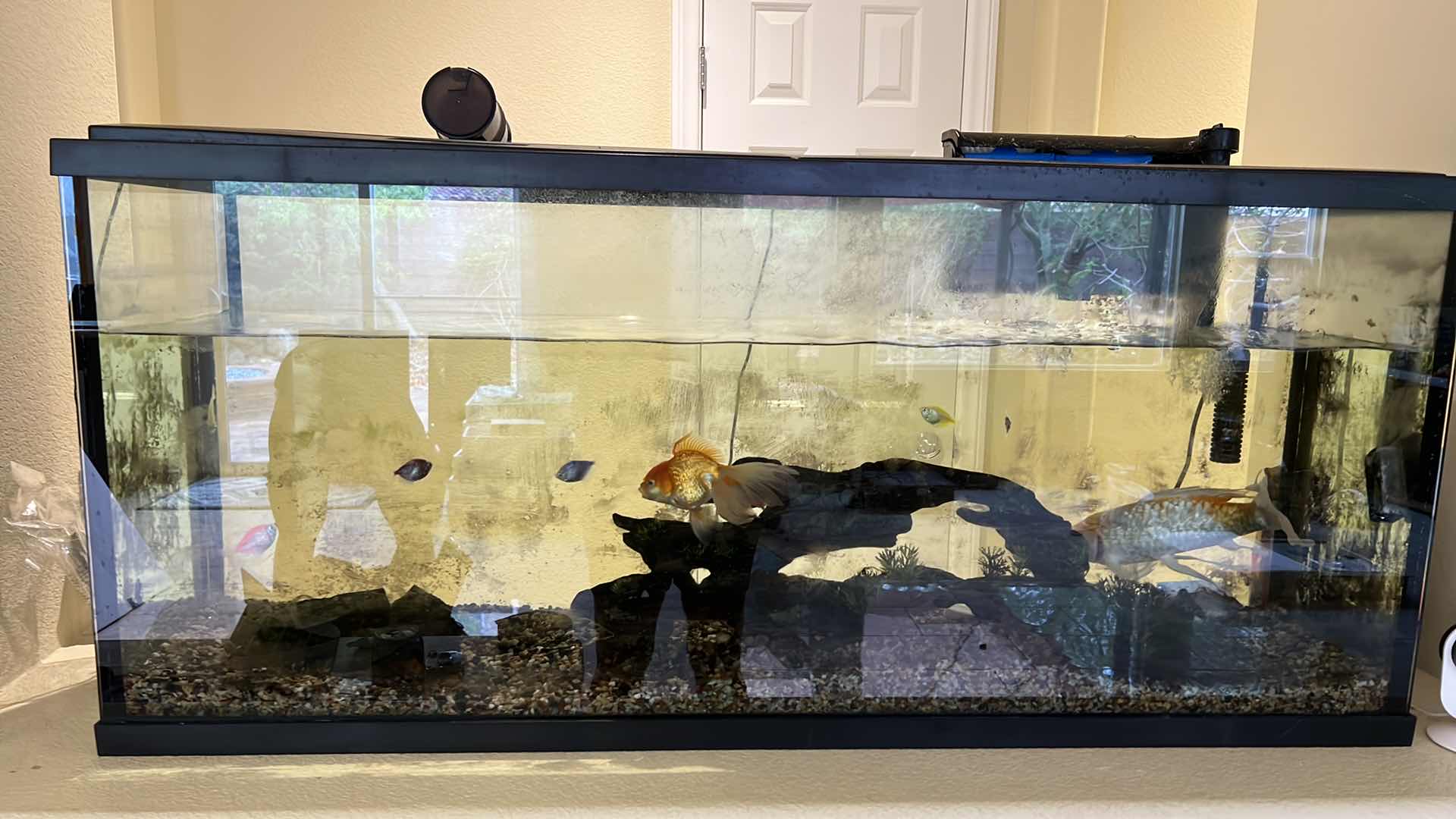 Photo 1 of LIVE FISH TANK W LIVE FISH (SOME SUPPLIES INCLUDED)-BUYER TO REMOVE 