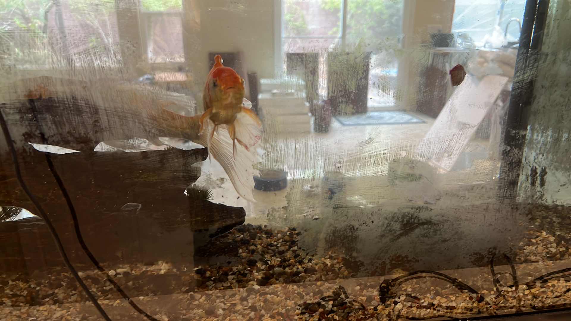 Photo 1 of LIVE FISH TANK W LIVE FISH (SOME SUPPLIES INCLUDED)-BUYER TO REMOVE 