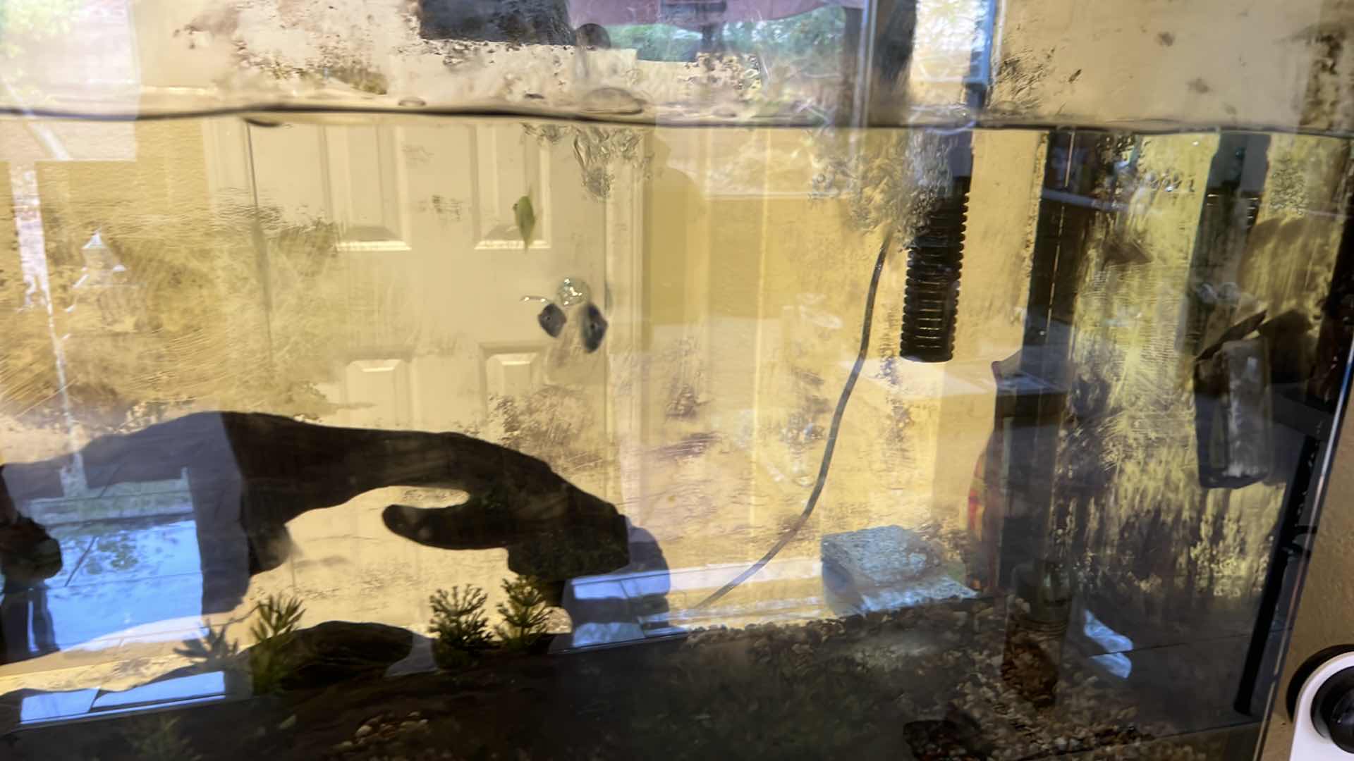 Photo 1 of LIVE FISH TANK W LIVE FISH (SOME SUPPLIES INCLUDED)-BUYER TO REMOVE 