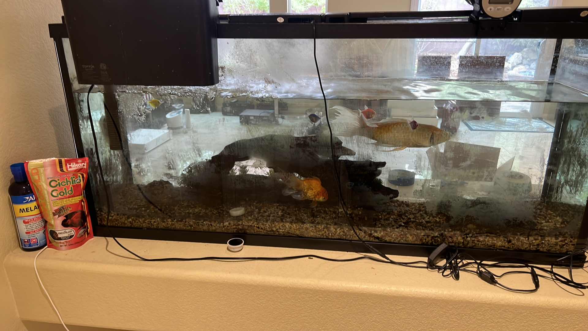 Photo 1 of LIVE FISH TANK W LIVE FISH (SOME SUPPLIES INCLUDED)-BUYER TO REMOVE 