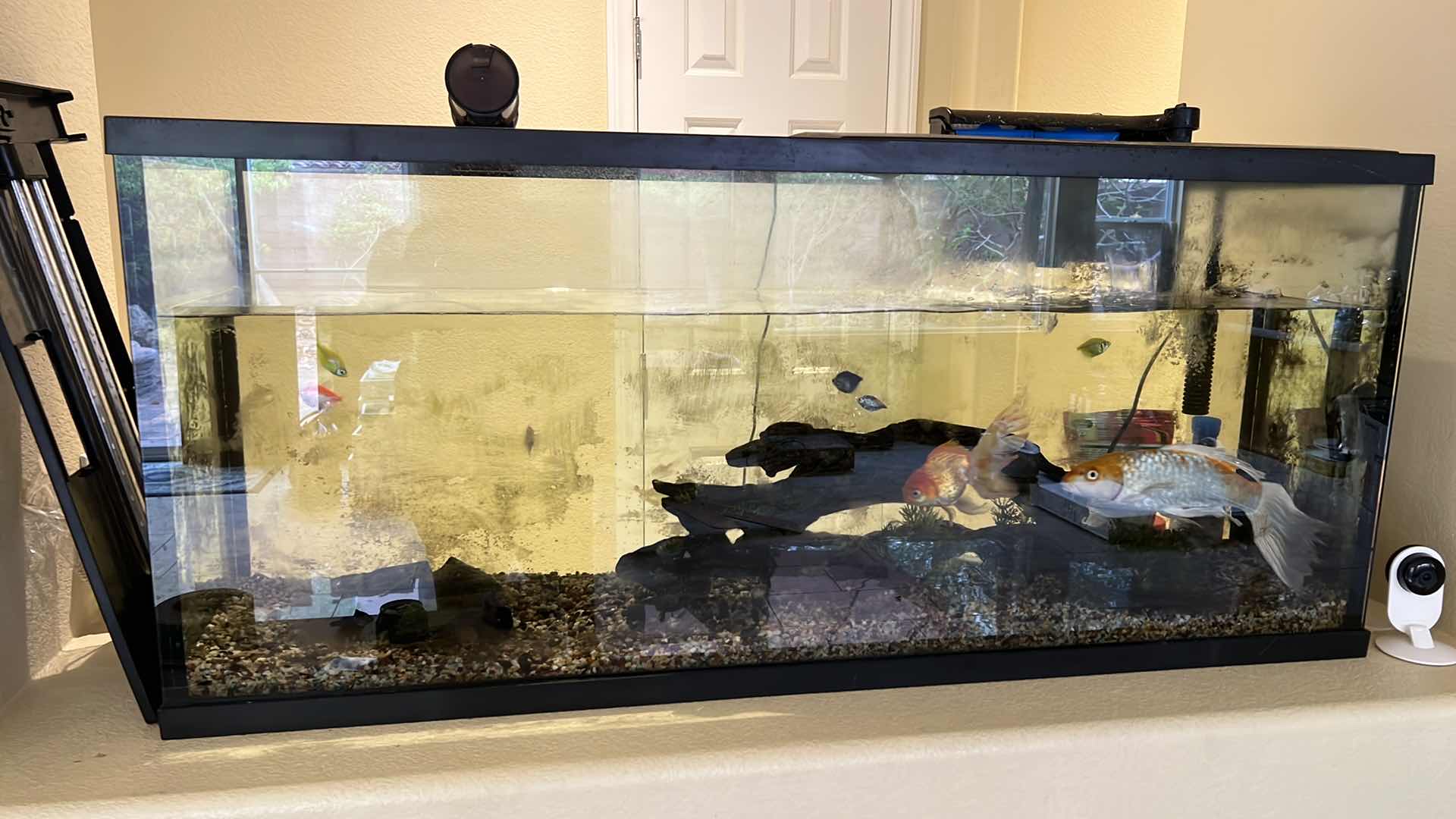 Photo 1 of LIVE FISH TANK W LIVE FISH (SOME SUPPLIES INCLUDED)-BUYER TO REMOVE 