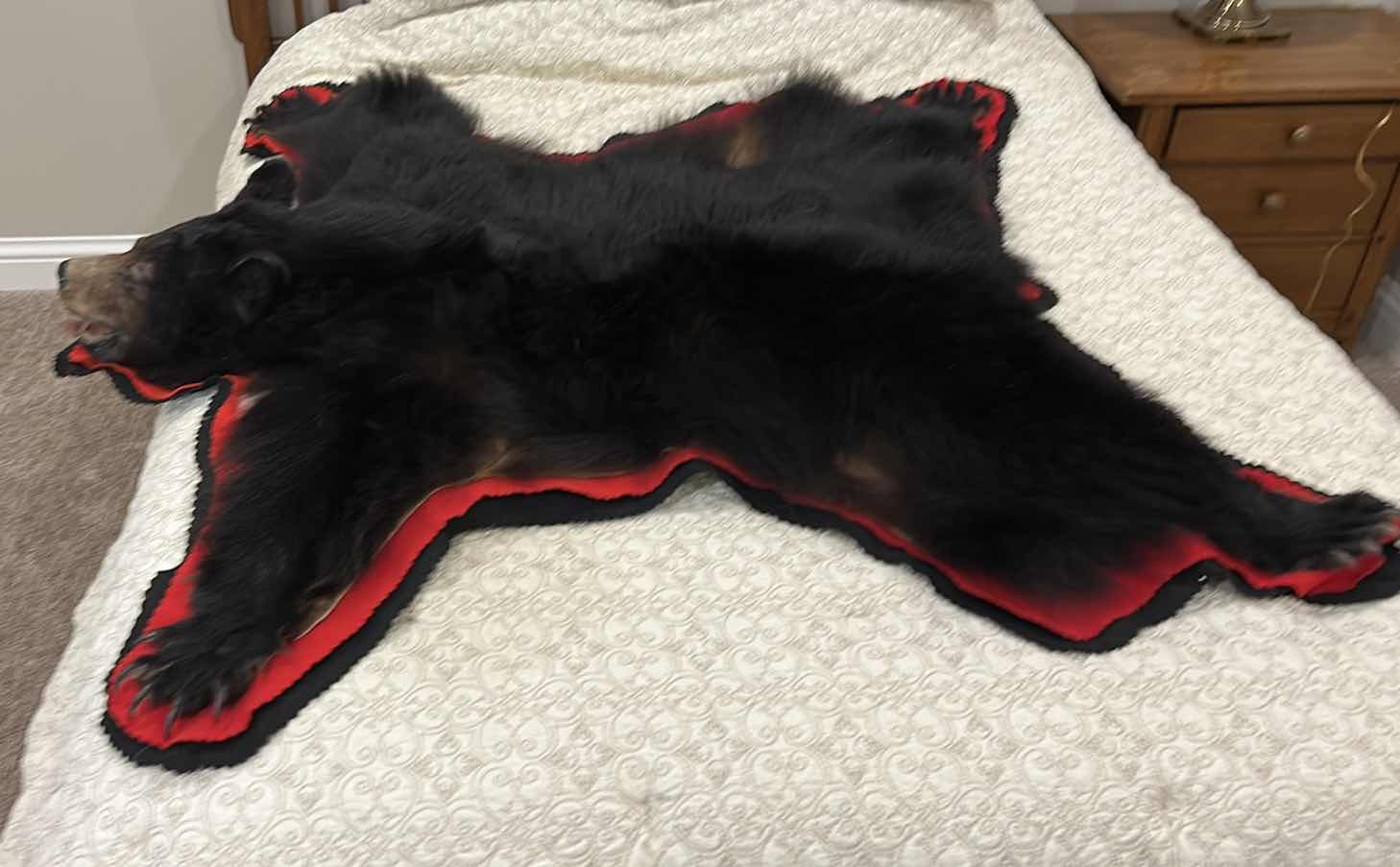 Photo 1 of LARGE BLACK BEAR RUG FROM VANCOUVER ISLAND, BRITISH COLUMBIA 5’ x 5’