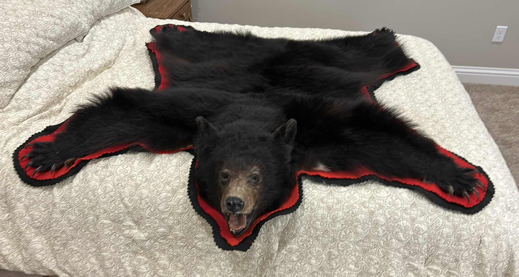 Photo 1 of LARGE BLACK BEAR RUG FROM VANCOUVER ISLAND, BRITISH COLUMBIA 5’ x 5’