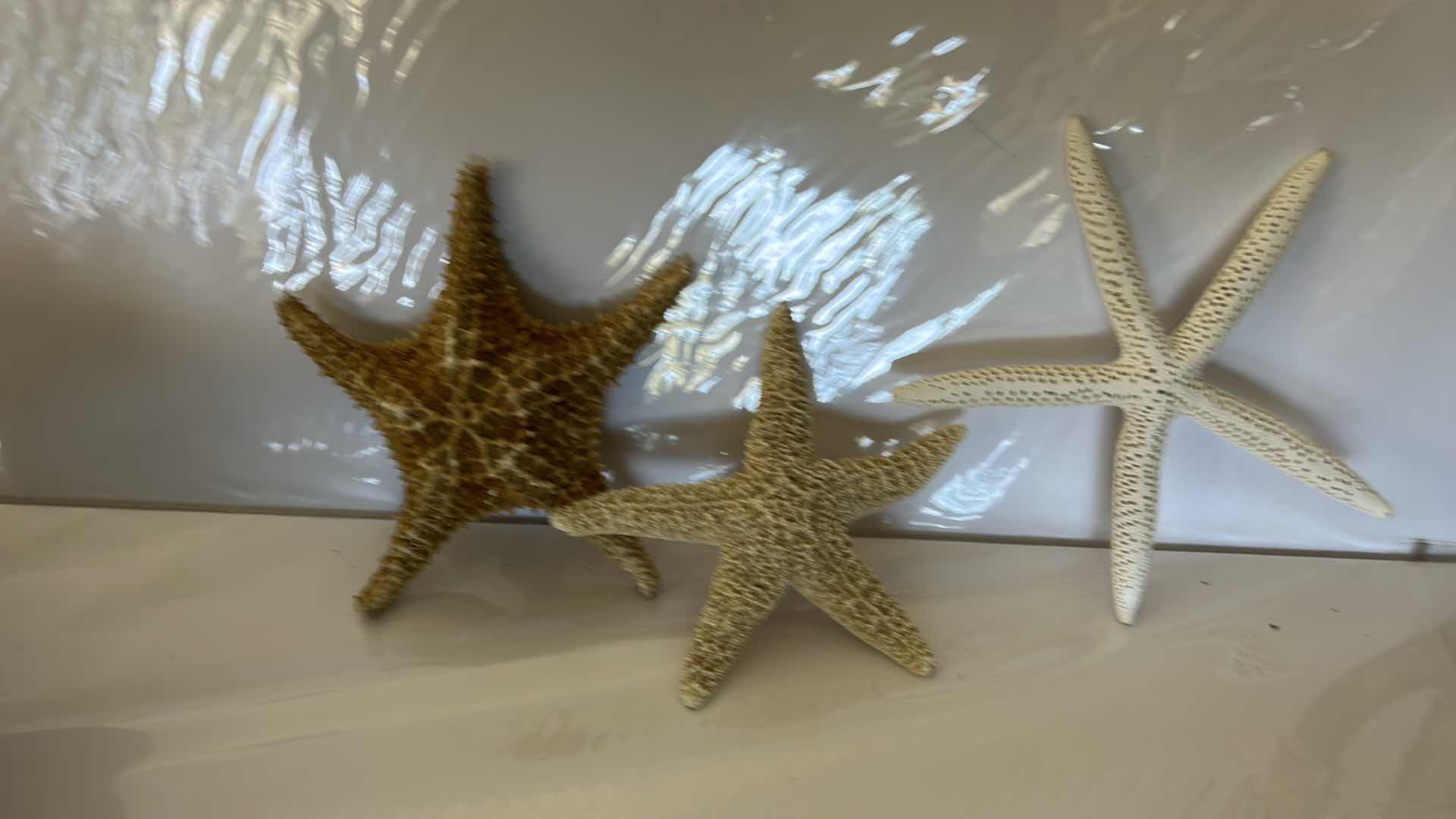 Photo 6 of GLASS BOWL 16” WITH SHELLS STARFISH SAN DOLLARS AND MORE