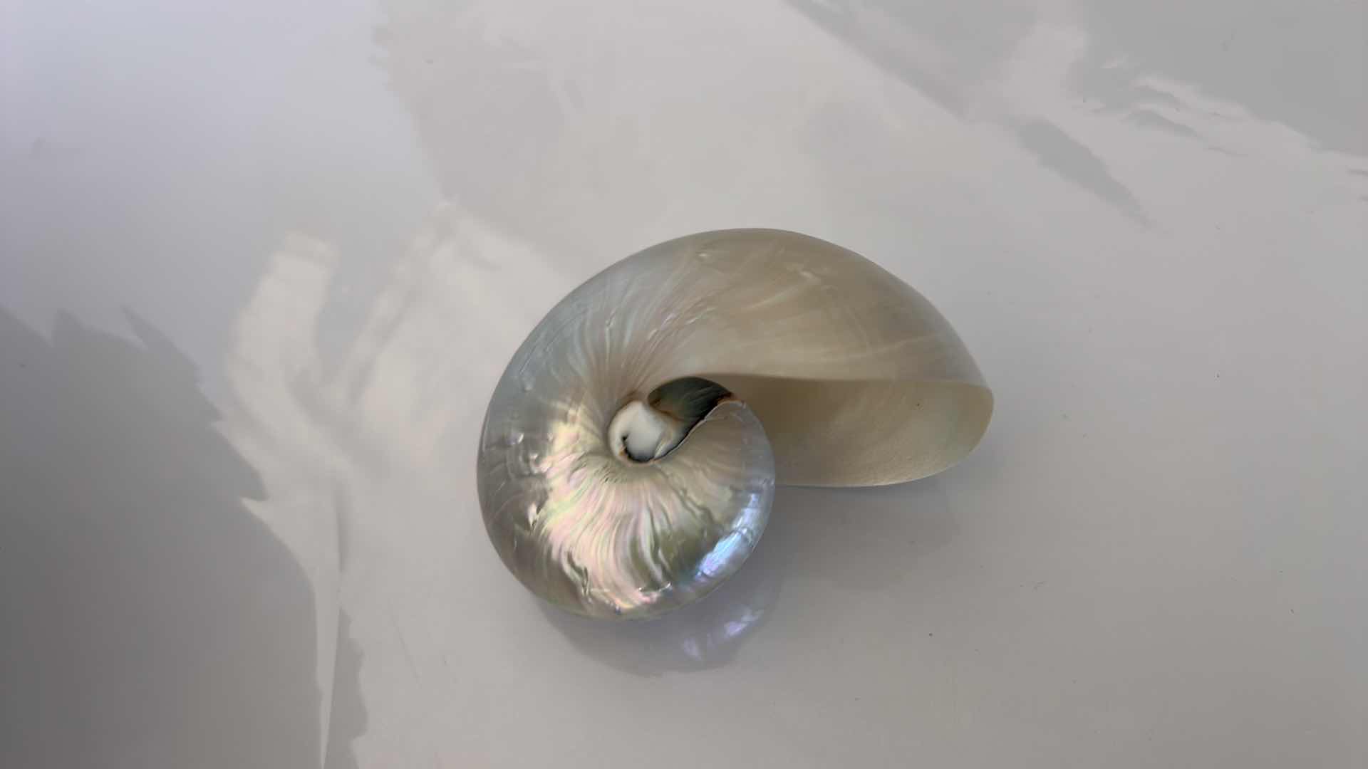 Photo 4 of GLASS BOWL 16” WITH SHELLS STARFISH SAN DOLLARS AND MORE