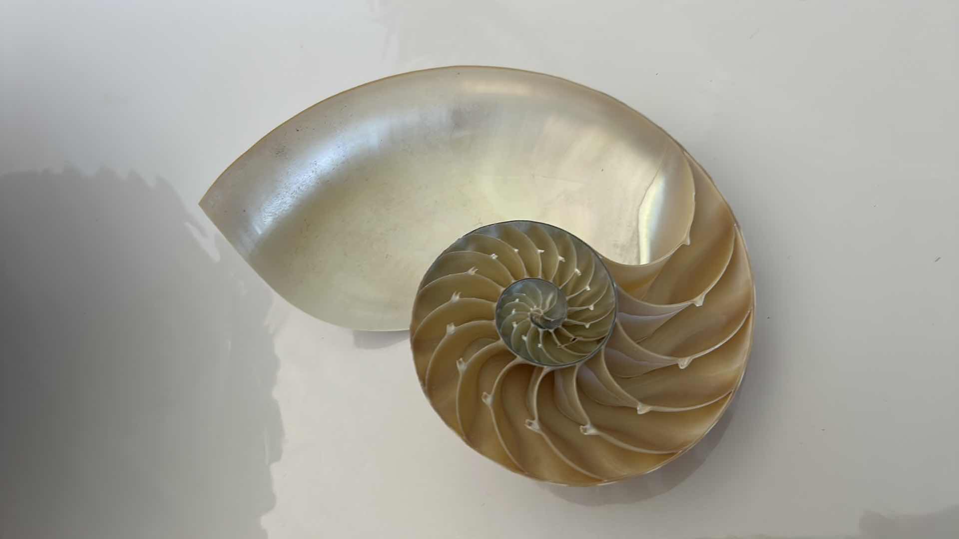 Photo 3 of GLASS BOWL 16” WITH SHELLS STARFISH SAN DOLLARS AND MORE