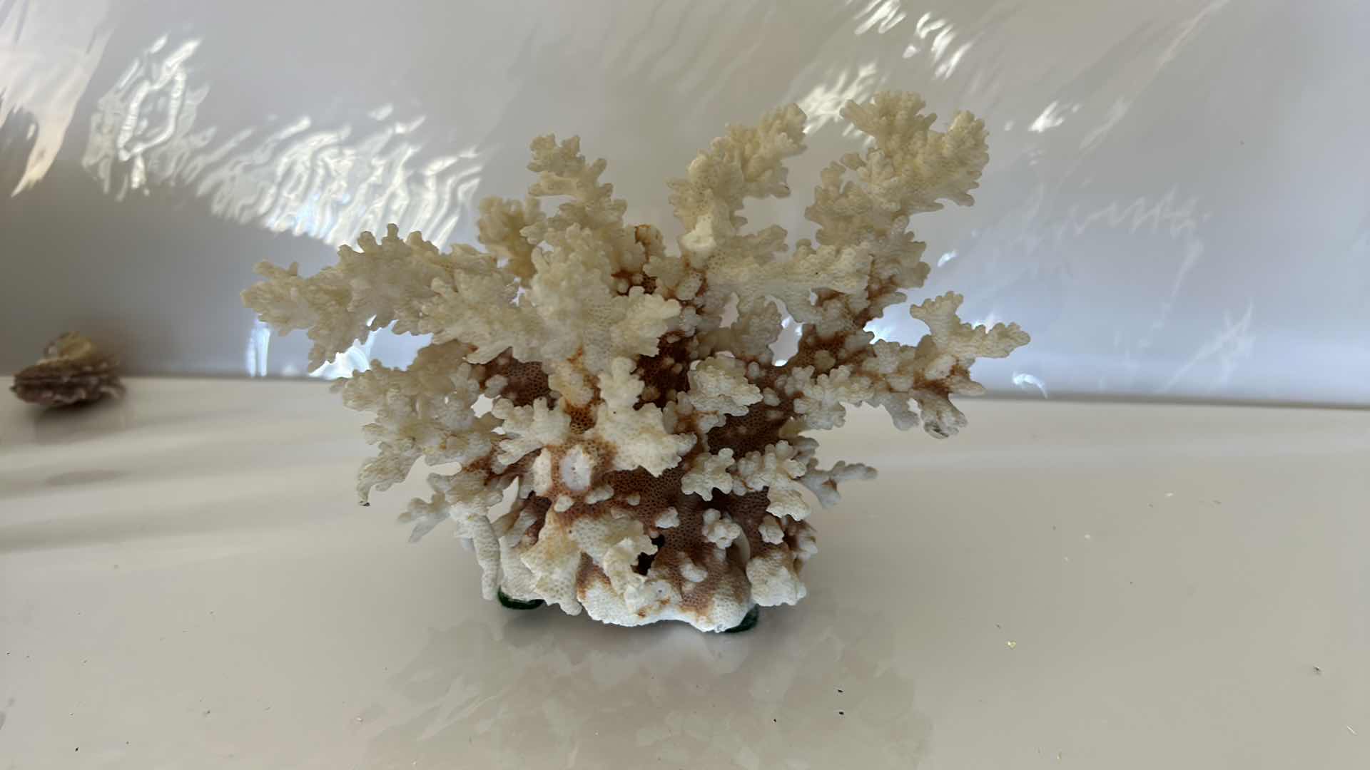 Photo 14 of GLASS BOWL 16” WITH SHELLS STARFISH SAN DOLLARS AND MORE