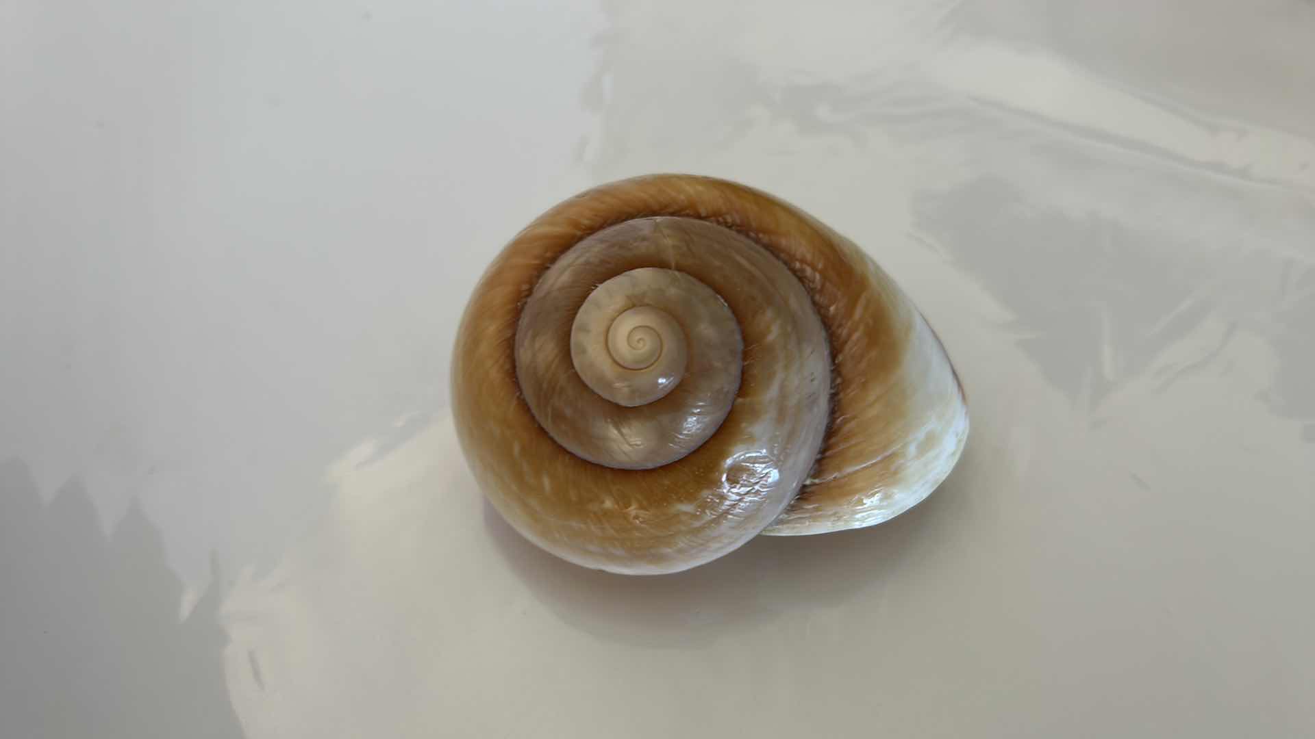 Photo 5 of GLASS BOWL 16” WITH SHELLS STARFISH SAN DOLLARS AND MORE