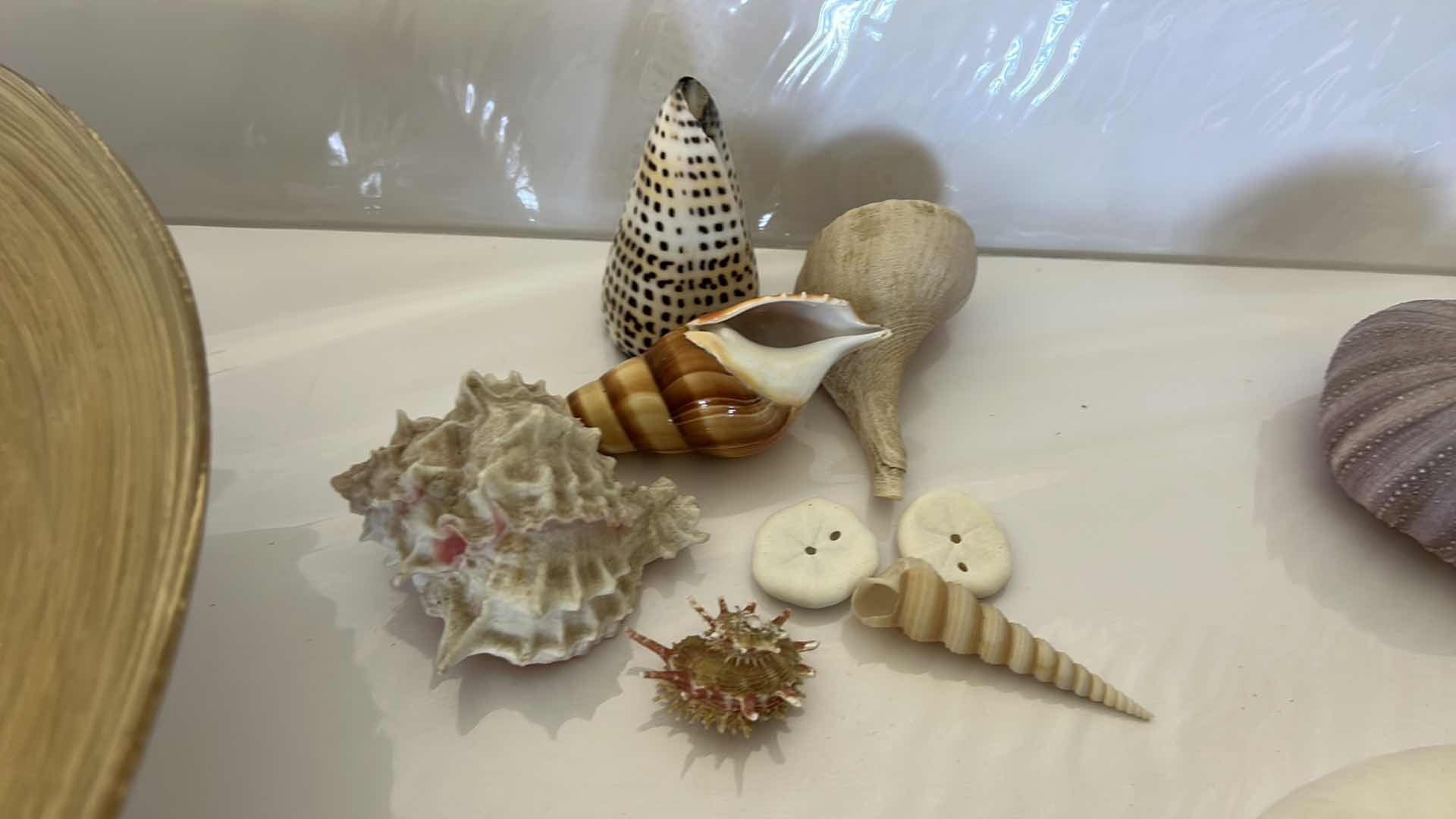 Photo 12 of GLASS BOWL 16” WITH SHELLS STARFISH SAN DOLLARS AND MORE