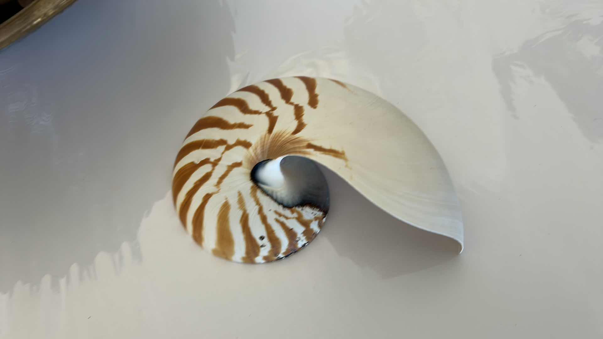 Photo 2 of GLASS BOWL 16” WITH SHELLS STARFISH SAN DOLLARS AND MORE