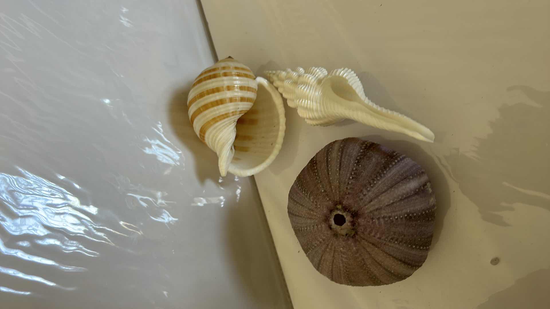 Photo 9 of GLASS BOWL 16” WITH SHELLS STARFISH SAN DOLLARS AND MORE