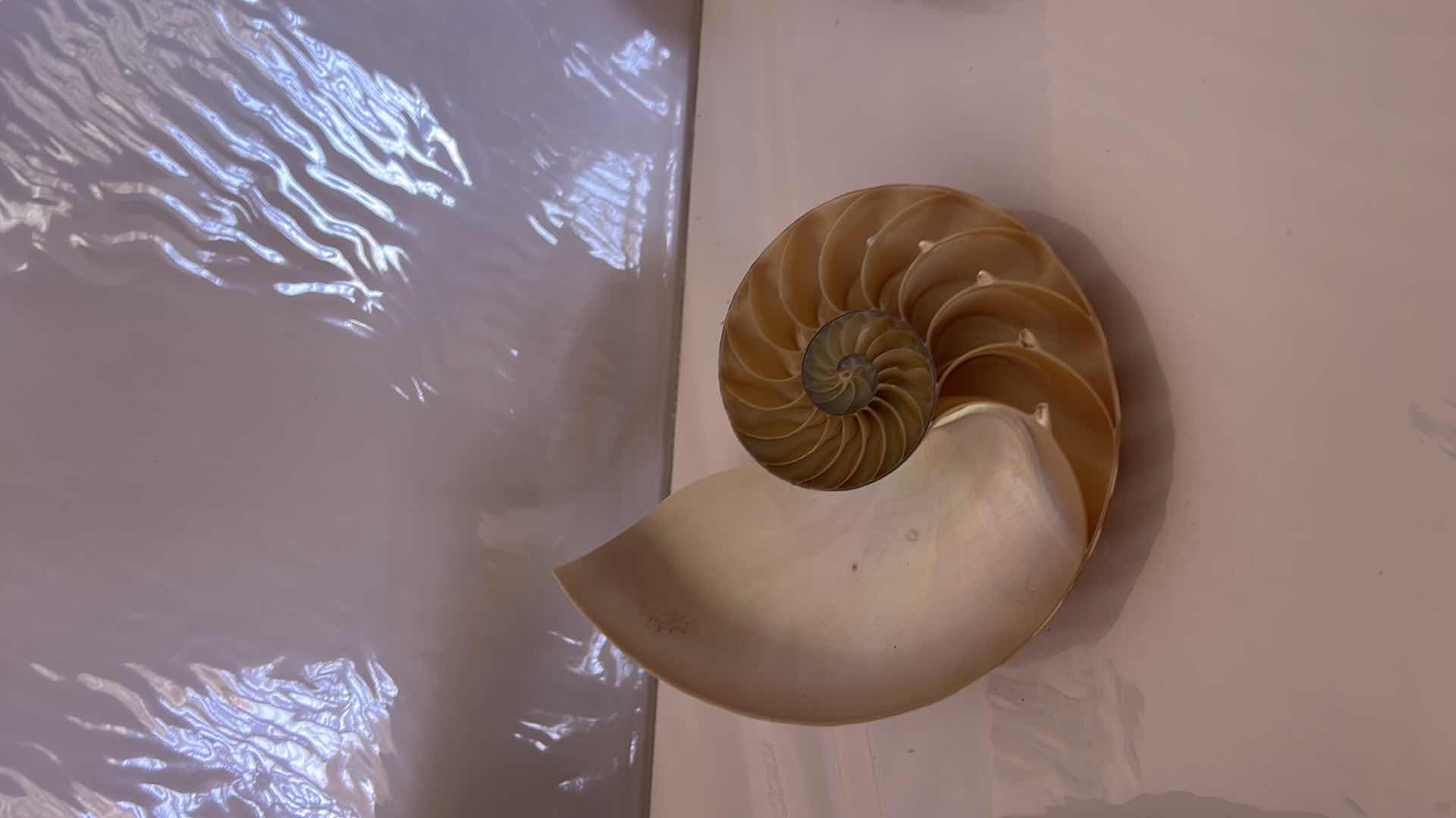 Photo 10 of GLASS BOWL 16” WITH SHELLS STARFISH SAN DOLLARS AND MORE