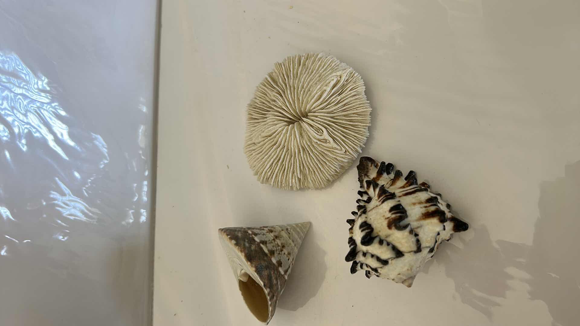 Photo 8 of GLASS BOWL 16” WITH SHELLS STARFISH SAN DOLLARS AND MORE