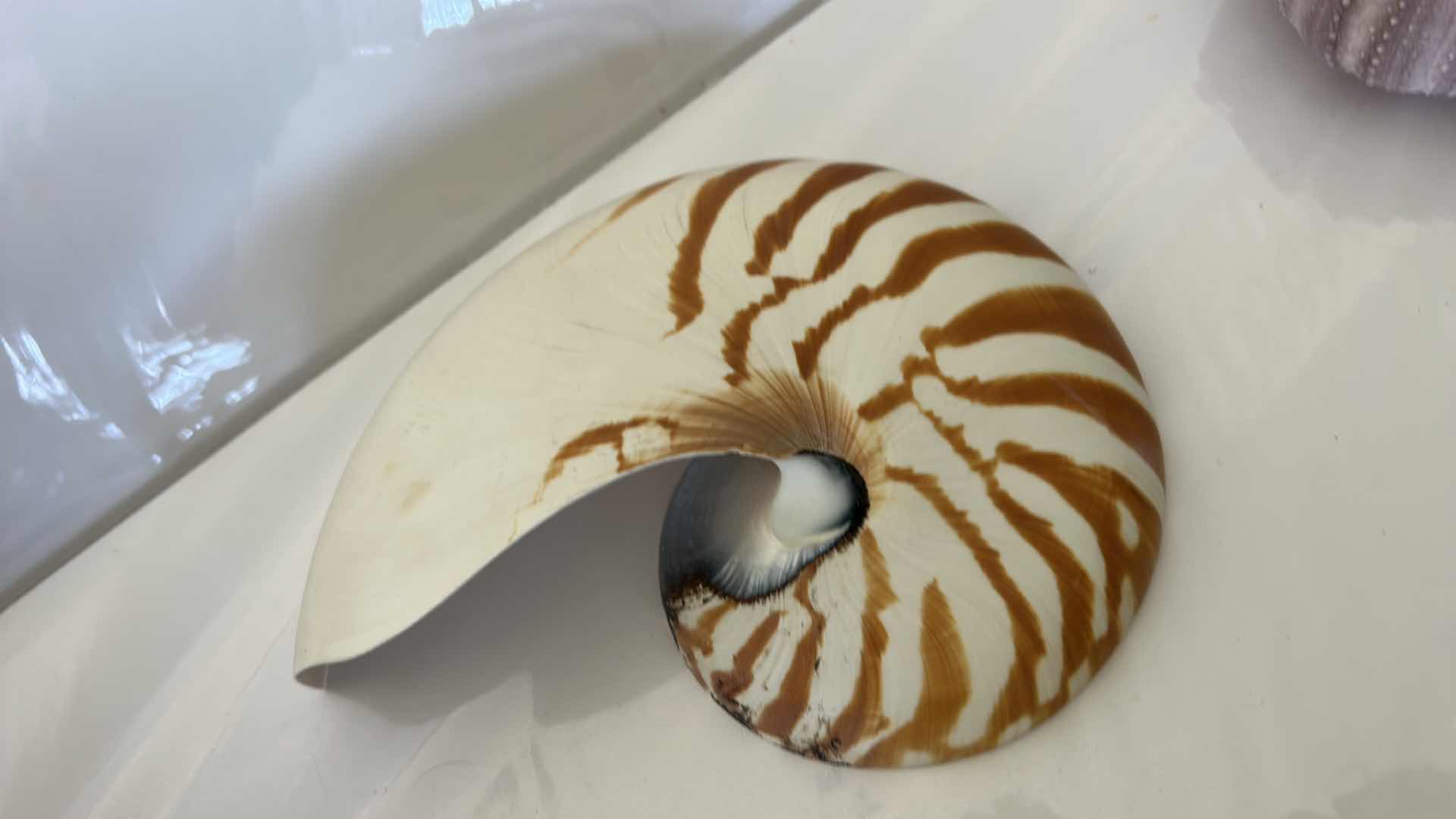 Photo 11 of GLASS BOWL 16” WITH SHELLS STARFISH SAN DOLLARS AND MORE