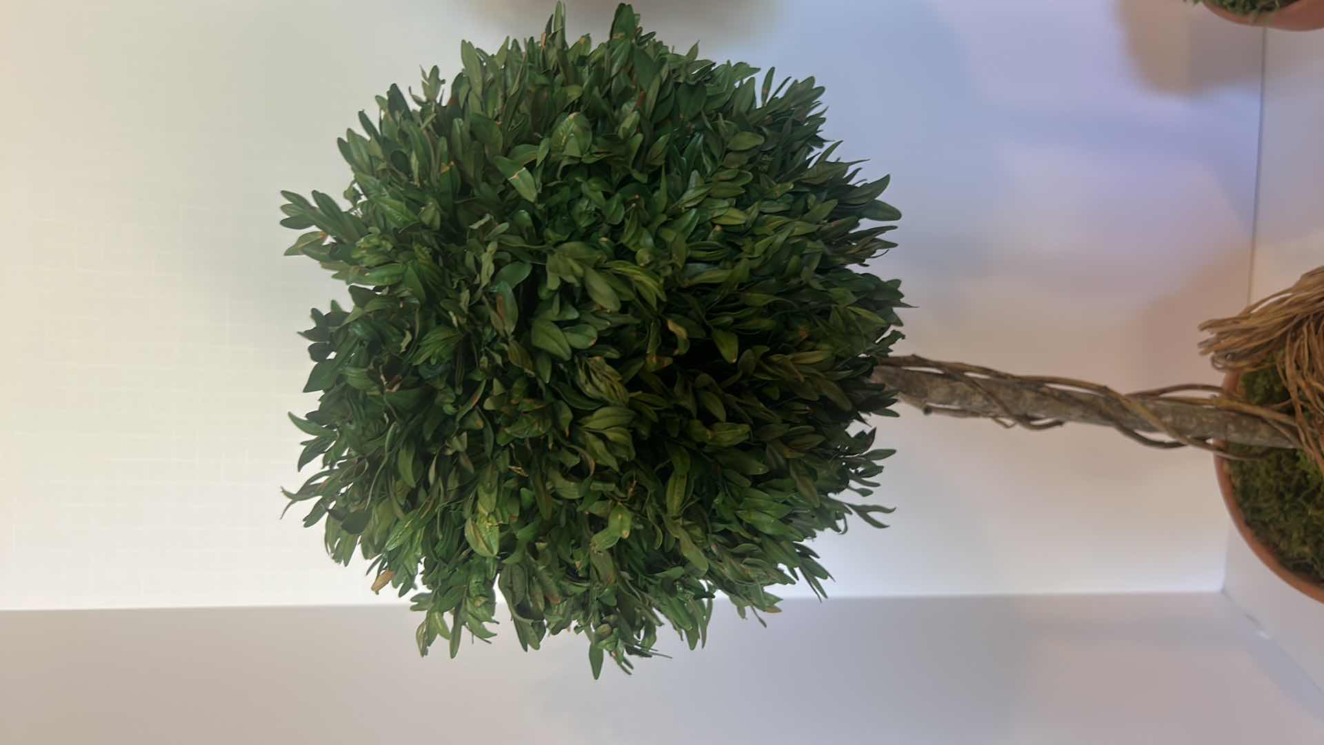 Photo 1 of 2 FAUX TOPIARIES H25”
