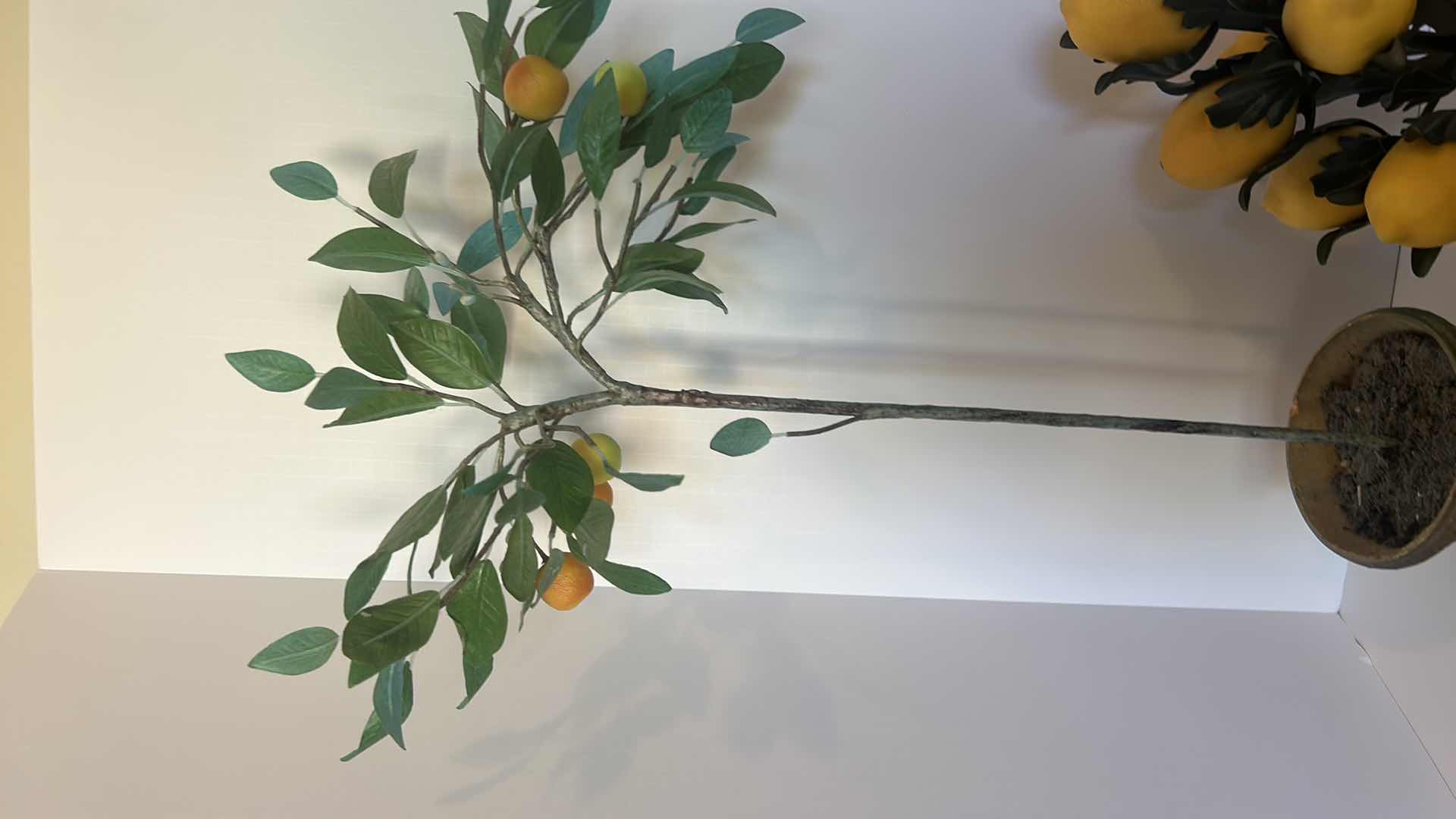 Photo 6 of HOME DECOR- LEMON ARRANGEMENTS TALLEST 30”