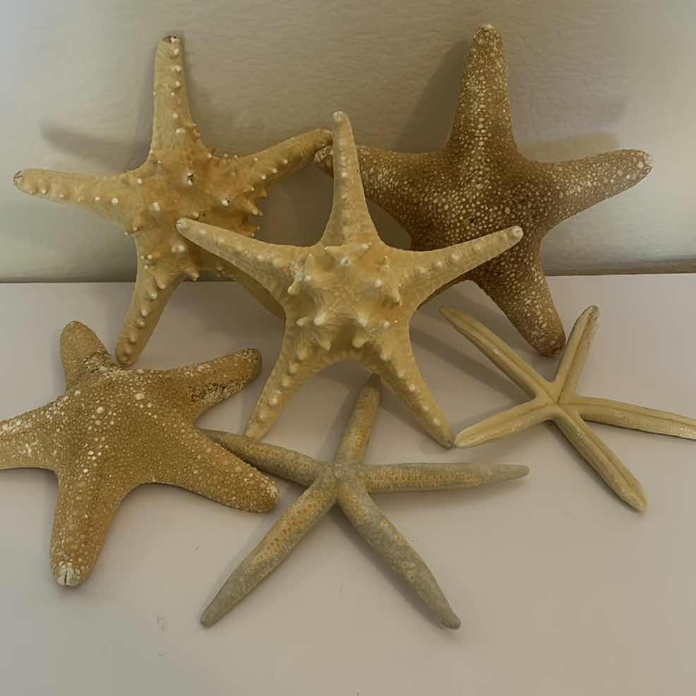 Photo 1 of 6 STARFISH