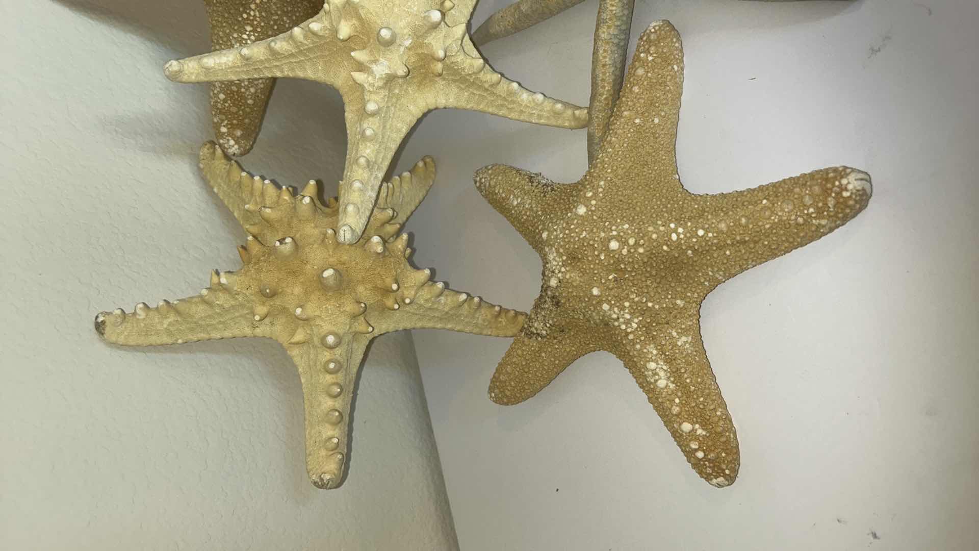 Photo 2 of 6 STARFISH