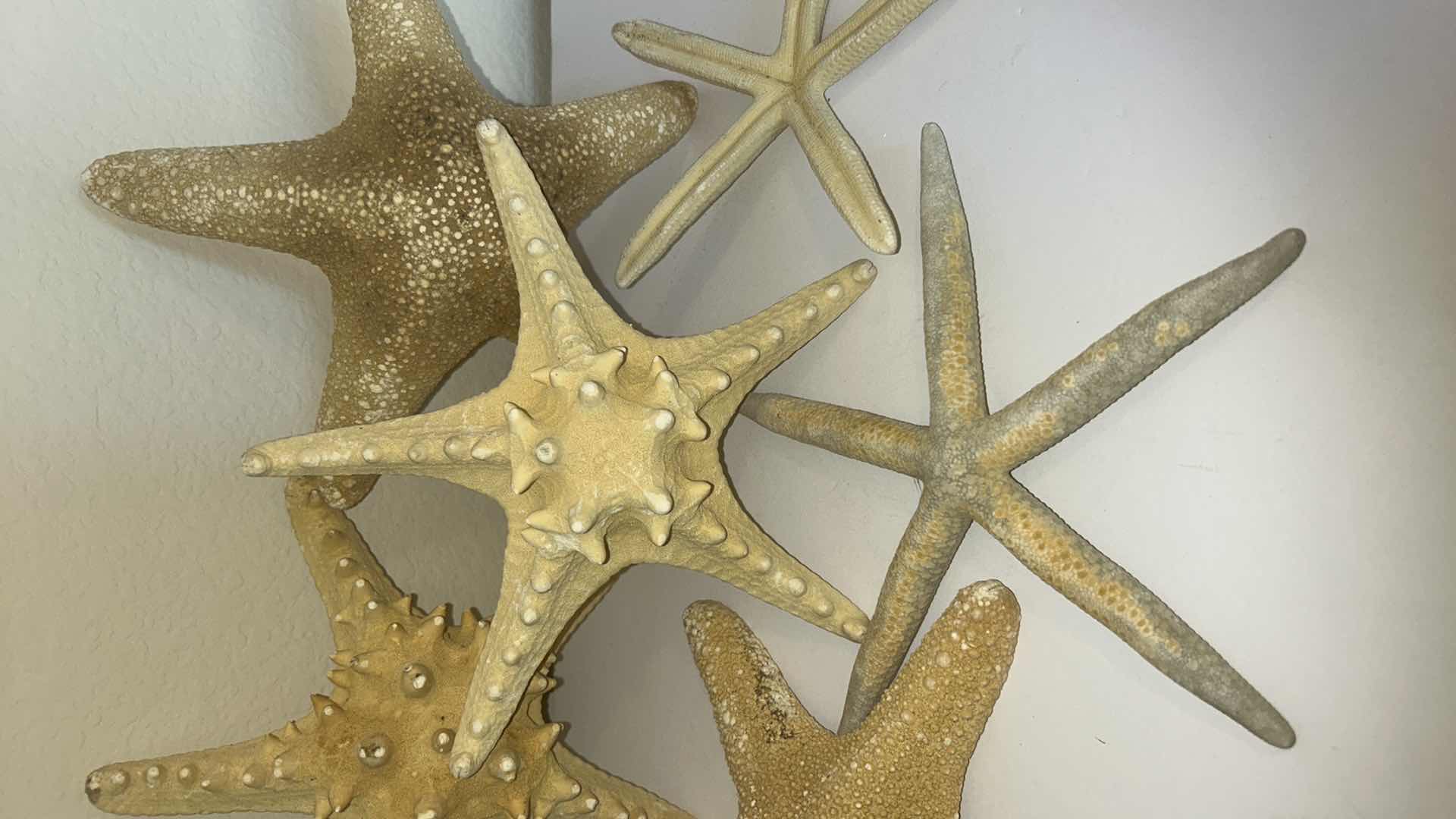 Photo 3 of 6 STARFISH