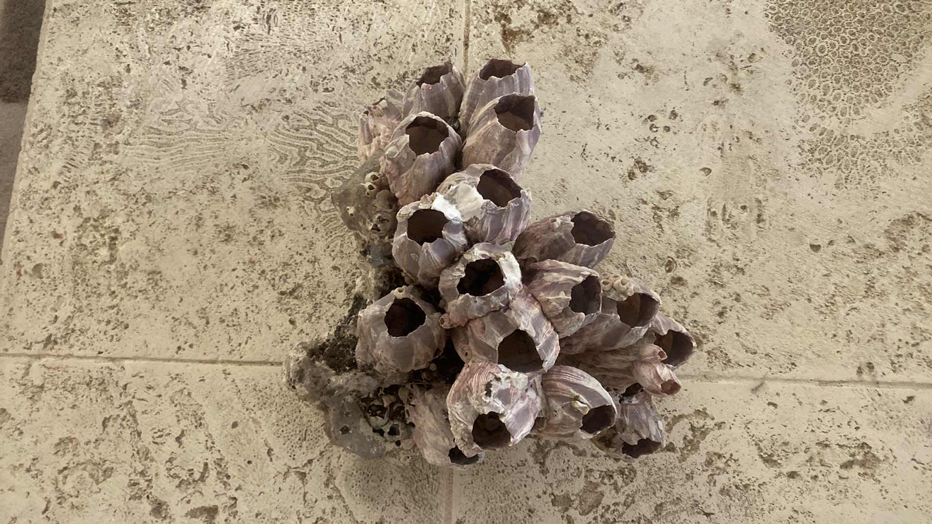 Photo 1 of LARGE CORAL 15“ x 11“ H 7 1/2”