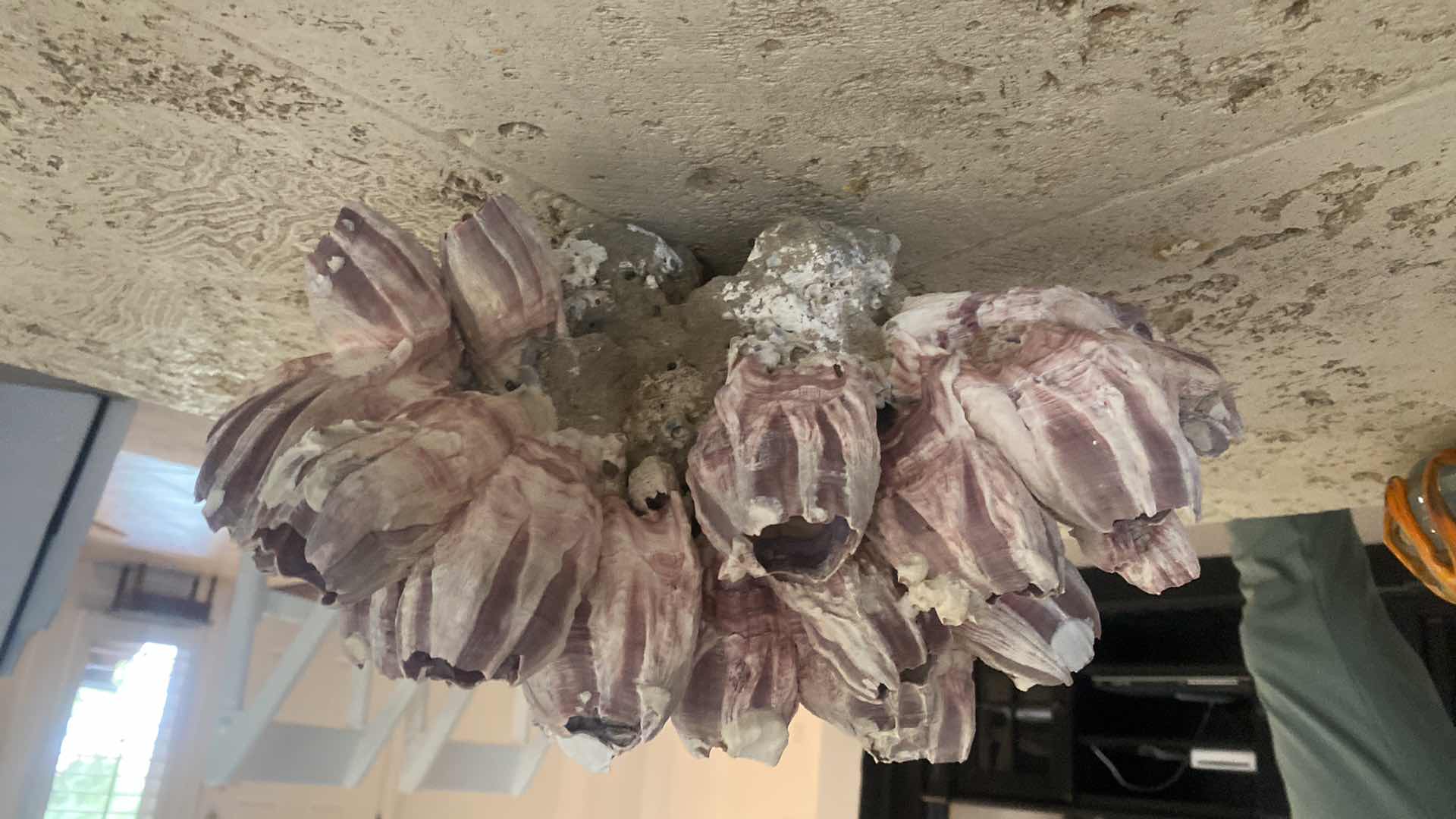 Photo 1 of LARGE CORAL 15“ x 11“ H 7 1/2”