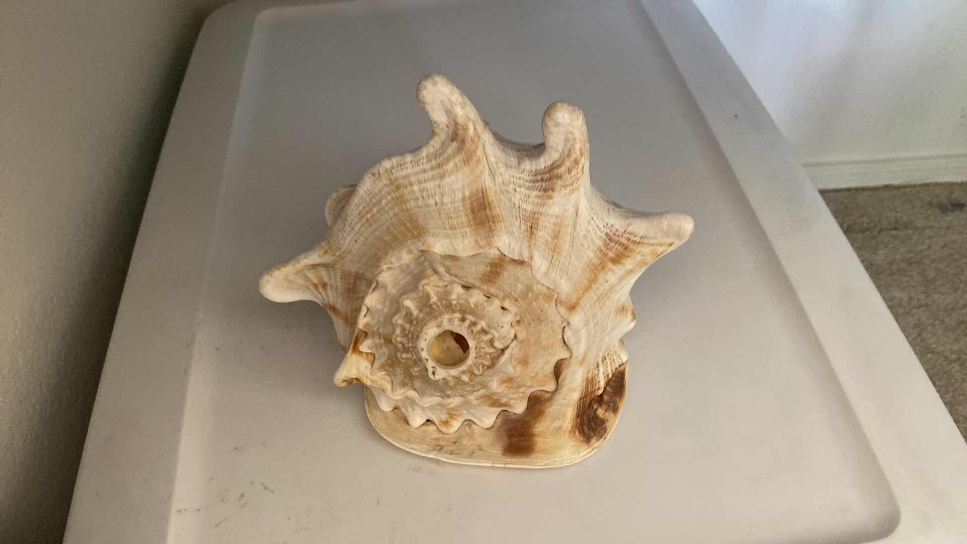 Photo 1 of HORNED HELMET CASSIS CORNUTA SEASHELL 8” x 8”