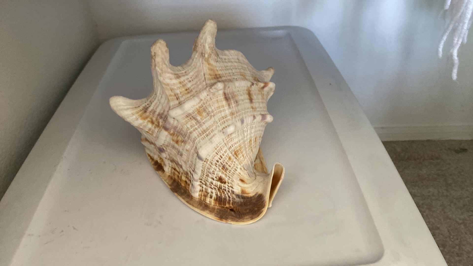 Photo 1 of HORNED HELMET CASSIS CORNUTA SEASHELL 8” x 8”