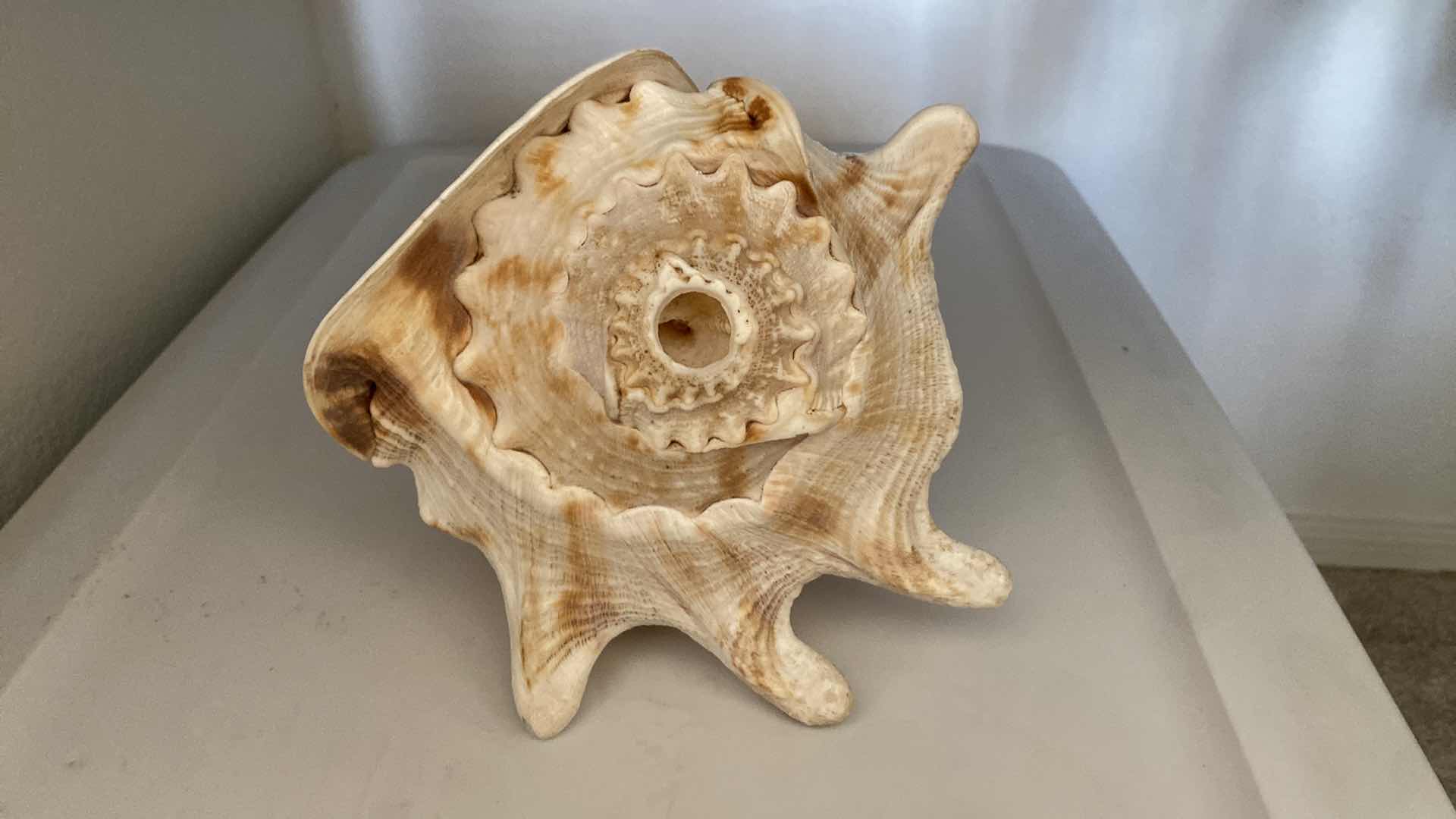 Photo 1 of HORNED HELMET CASSIS CORNUTA SEASHELL 8” x 8”