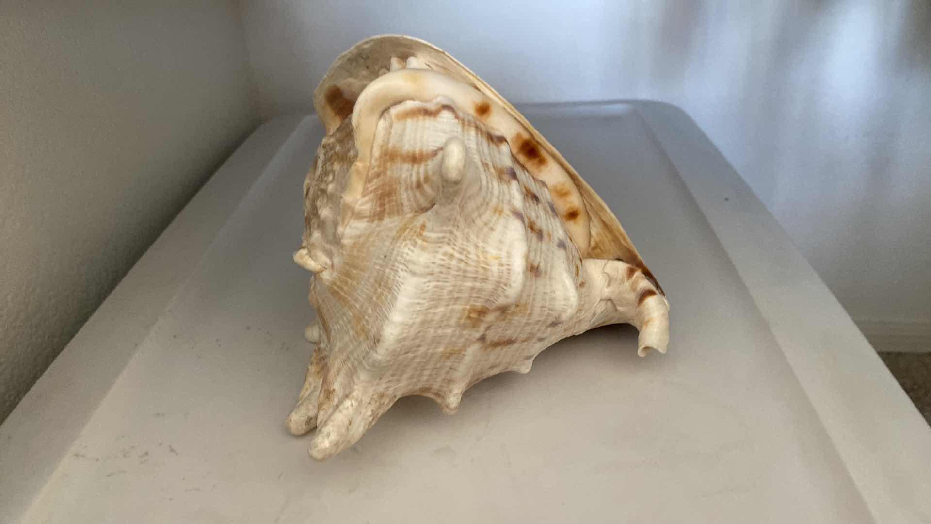 Photo 1 of HORNED HELMET CASSIS CORNUTA SEASHELL 8” x 8”