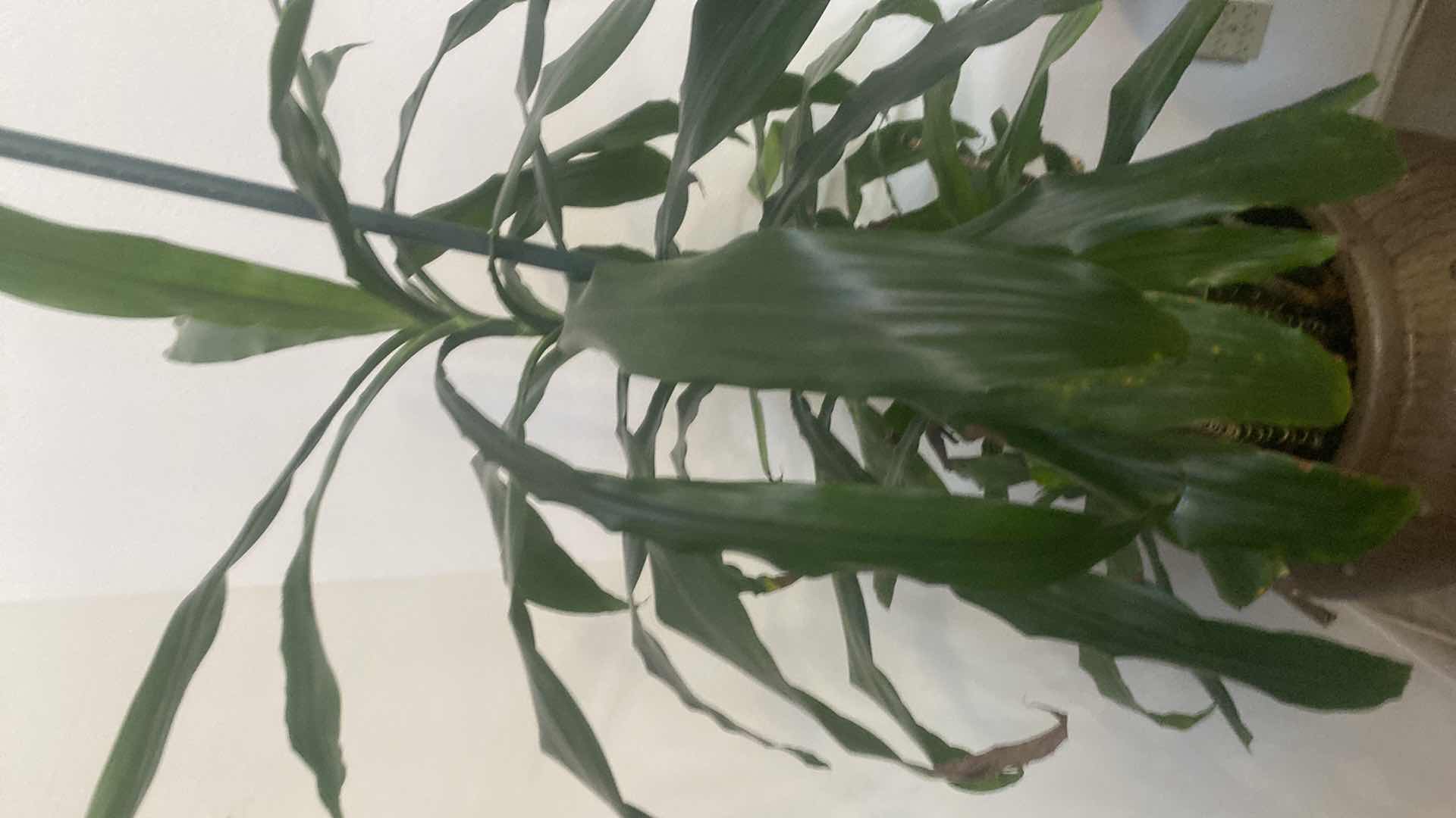 Photo 1 of LIVE PLANT IN CERAMIC POT INCLUDED POT HOLDER WITH WHEELS H68”