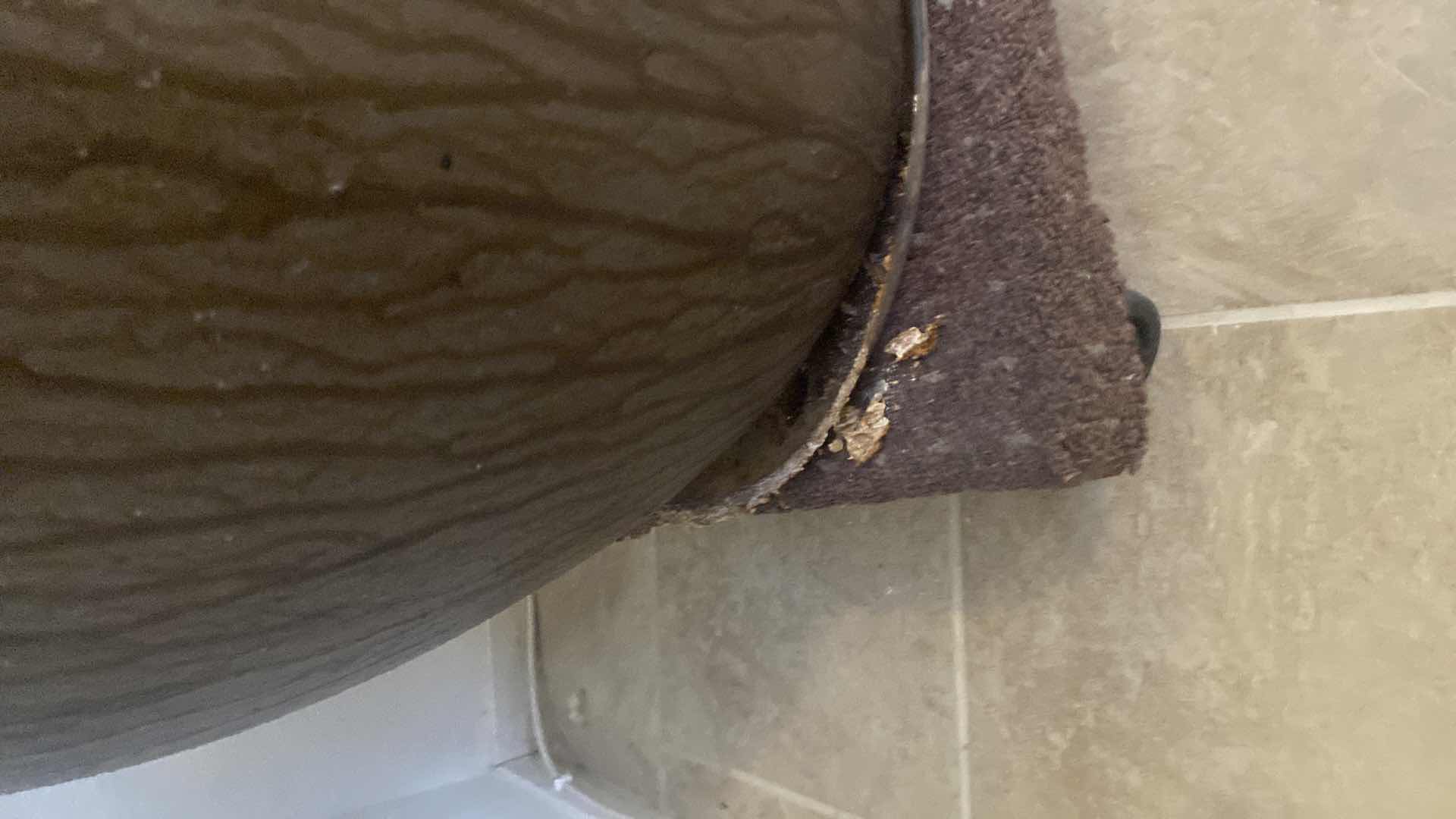 Photo 1 of LIVE PLANT IN CERAMIC POT INCLUDED POT HOLDER WITH WHEELS H68”