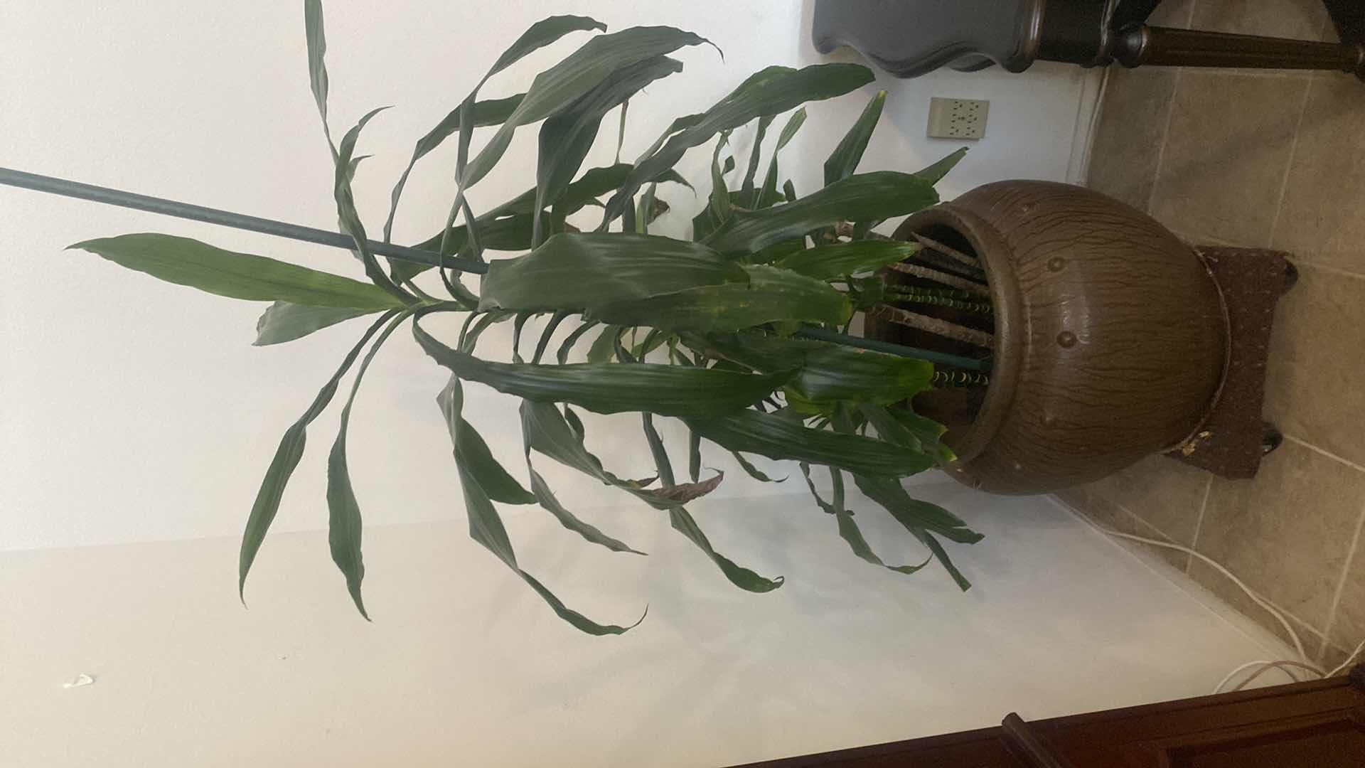 Photo 1 of LIVE PLANT IN CERAMIC POT INCLUDED POT HOLDER WITH WHEELS H68”