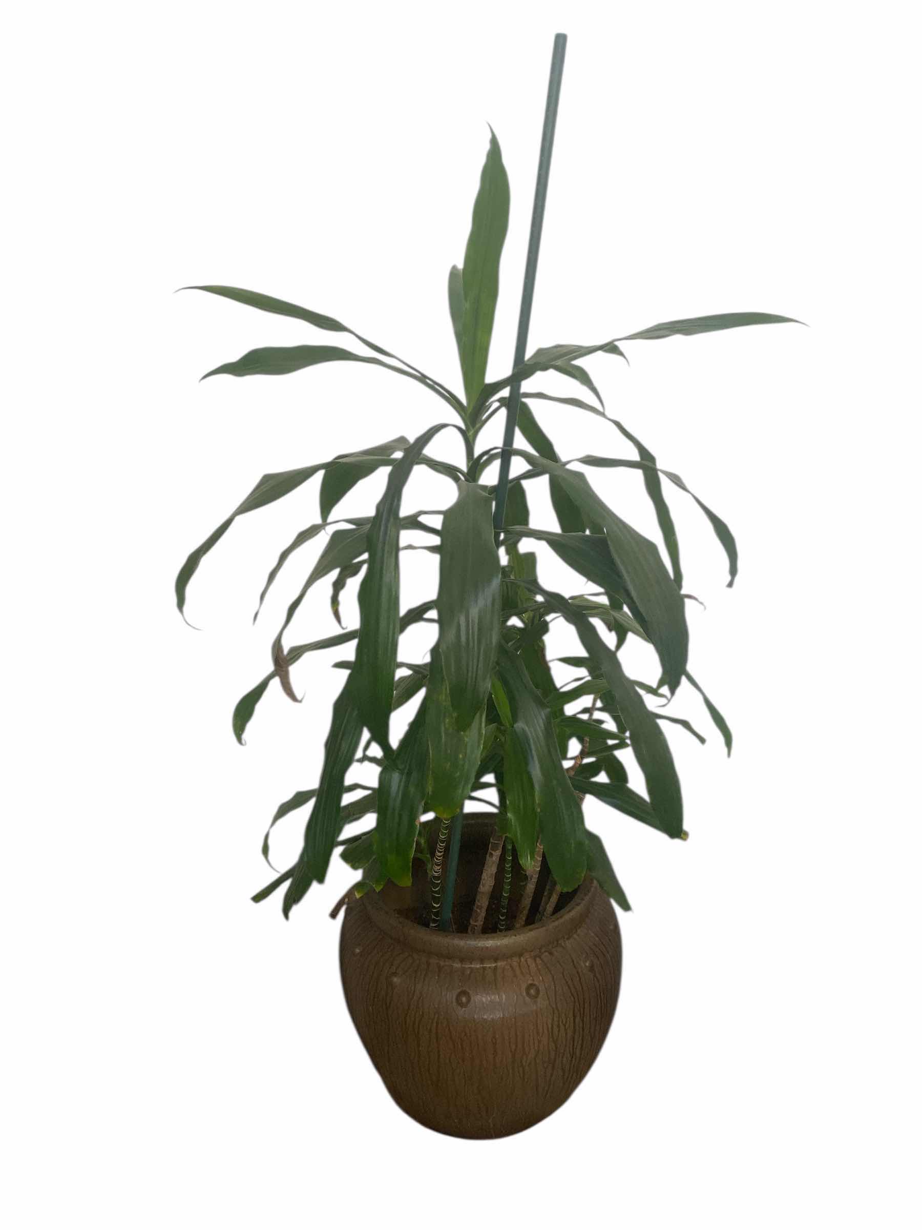 Photo 1 of LIVE PLANT IN CERAMIC POT INCLUDED POT HOLDER WITH WHEELS H68”