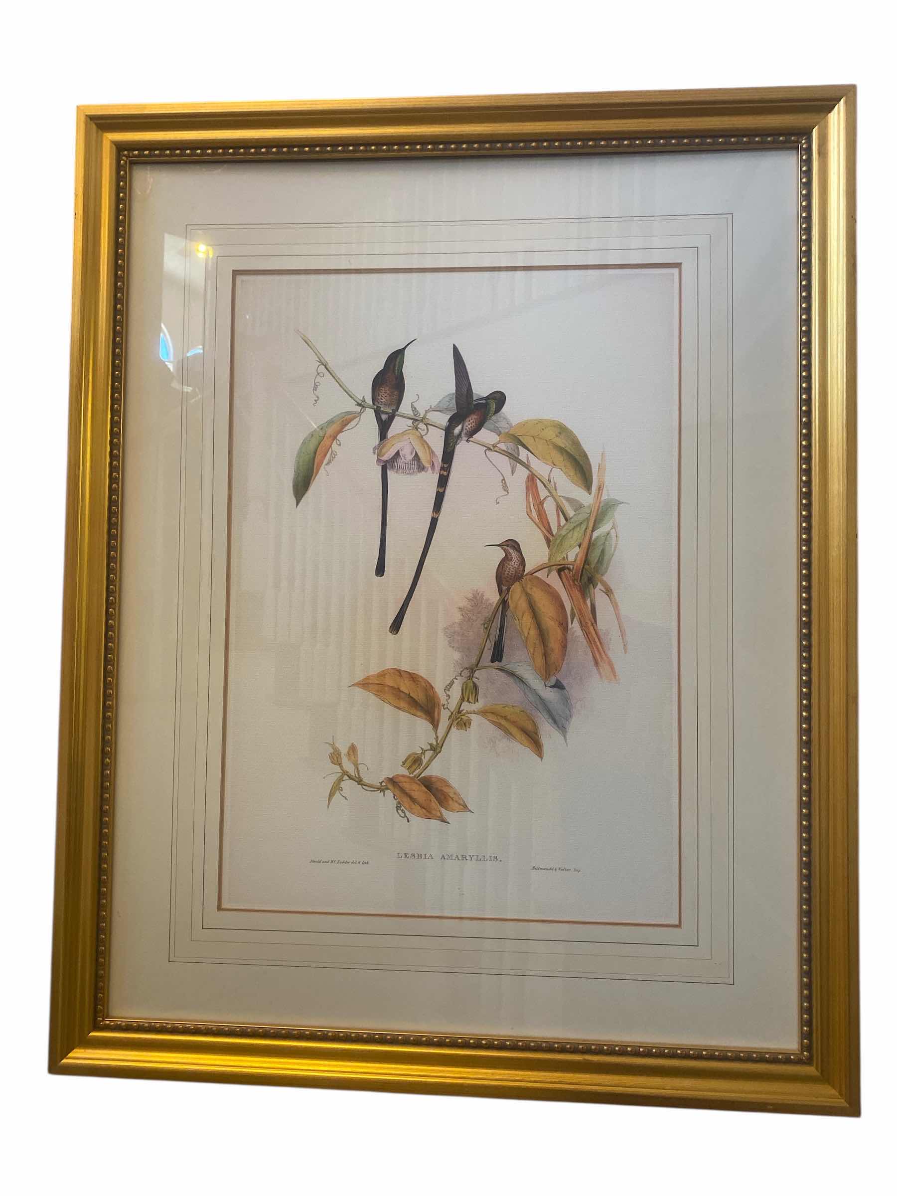 Photo 1 of GOLD RESIN FRAMED LESBIA AMARYLLIS ARTWORK 32” x 40”