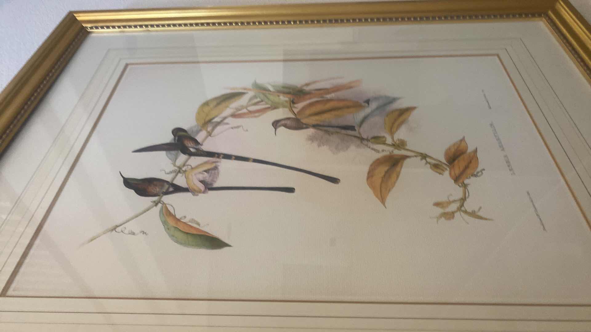 Photo 1 of GOLD RESIN FRAMED LESBIA AMARYLLIS ARTWORK 32” x 40”