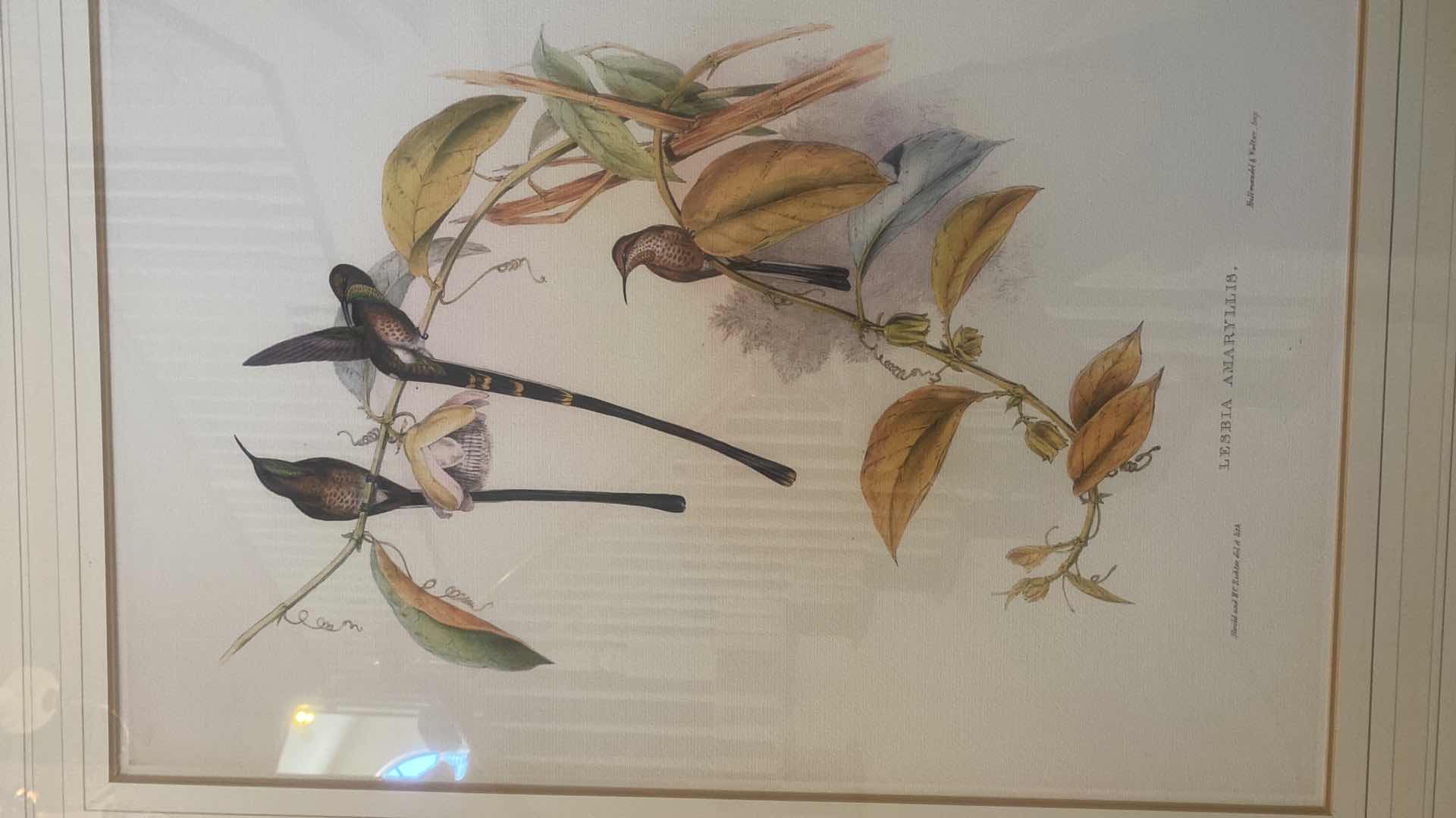 Photo 1 of GOLD RESIN FRAMED LESBIA AMARYLLIS ARTWORK 32” x 40”