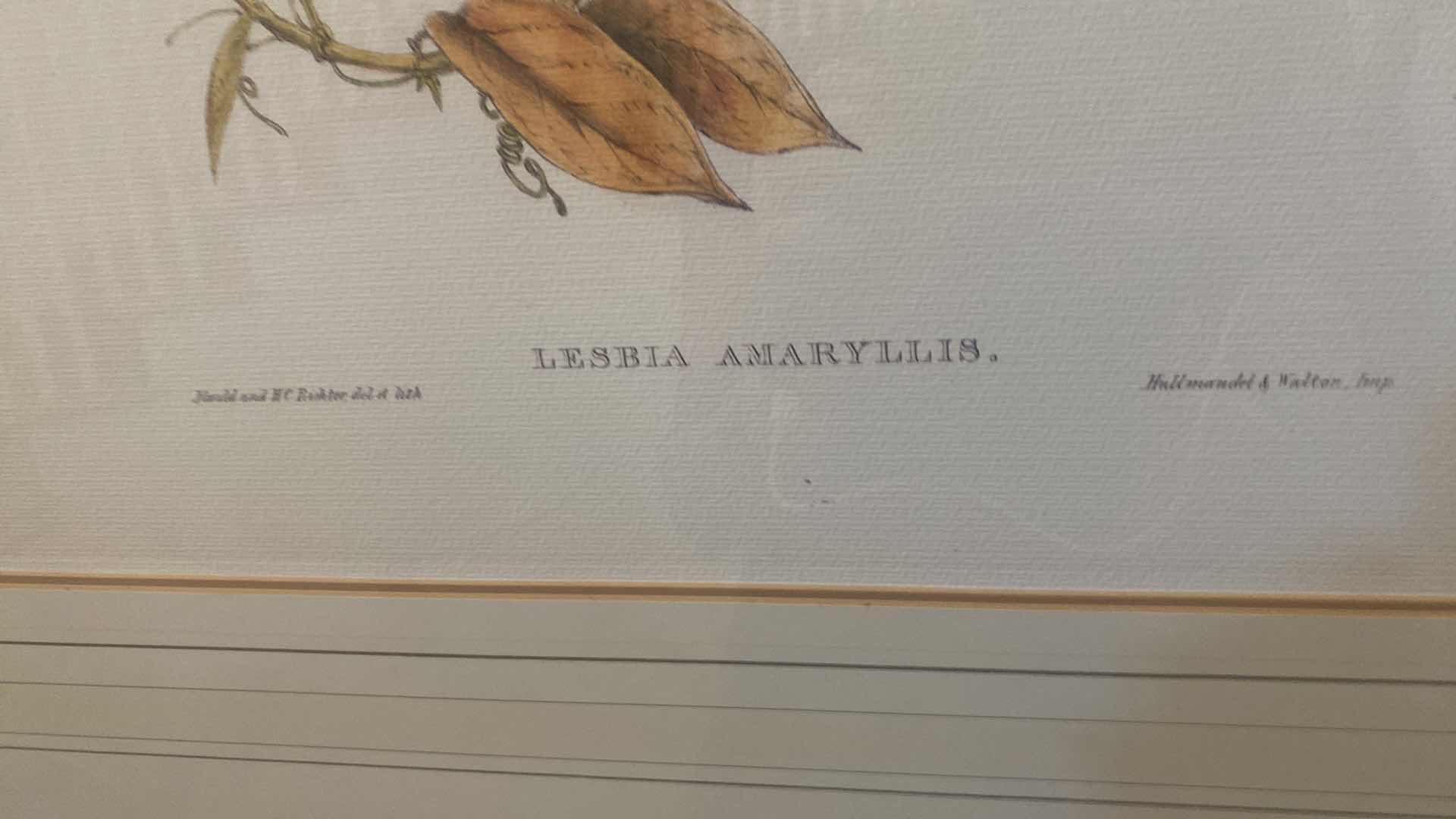 Photo 1 of GOLD RESIN FRAMED LESBIA AMARYLLIS ARTWORK 32” x 40”