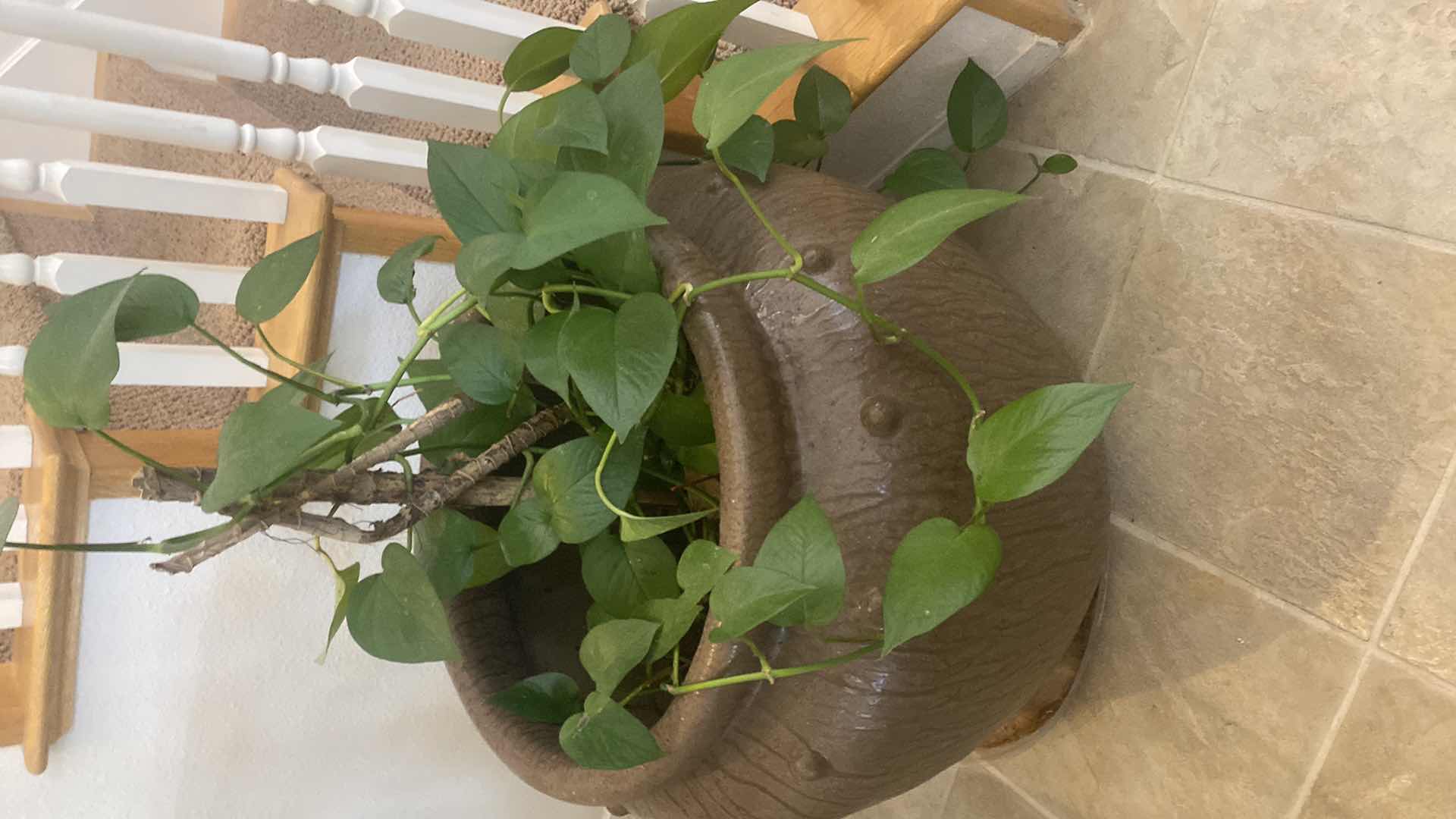 Photo 1 of LIVE PLANT IN CERAMIC POT  MEASURES 20” x 21”