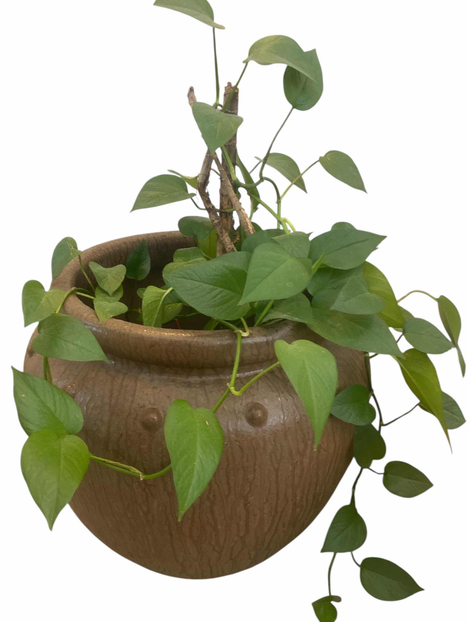 Photo 1 of LIVE PLANT IN CERAMIC POT  MEASURES 20” x 21”