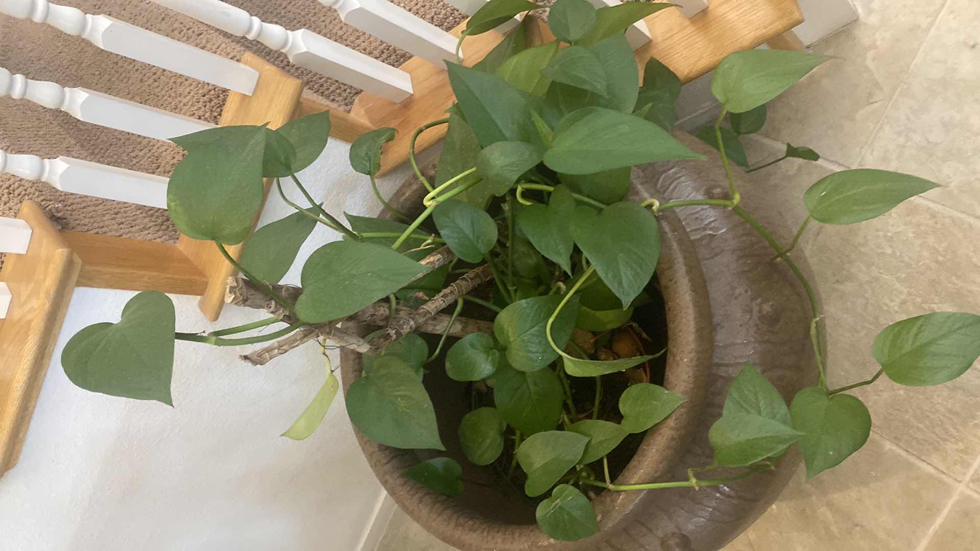 Photo 1 of LIVE PLANT IN CERAMIC POT  MEASURES 20” x 21”